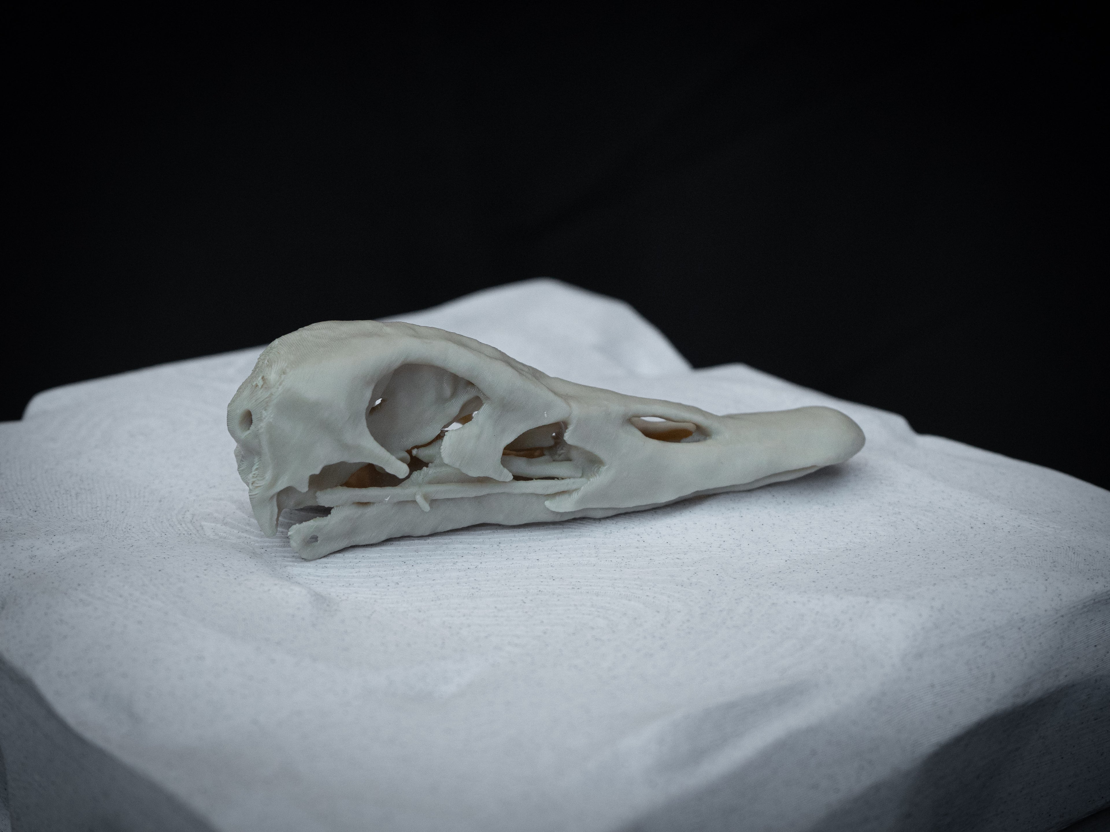 Duck Skull - Life Size 3D Print