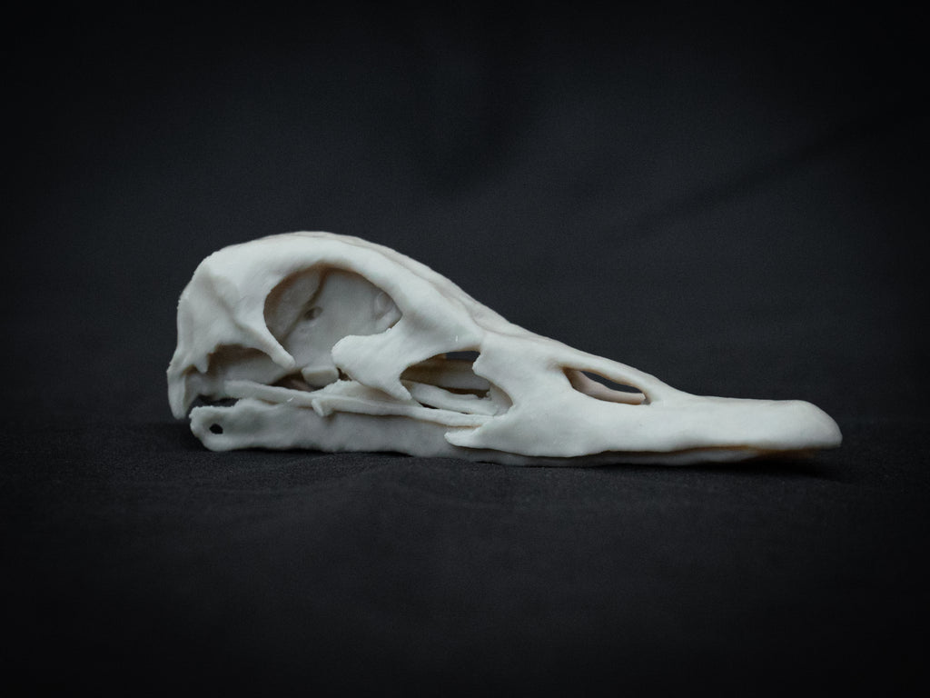 Duck Skull - Life Size 3D Print