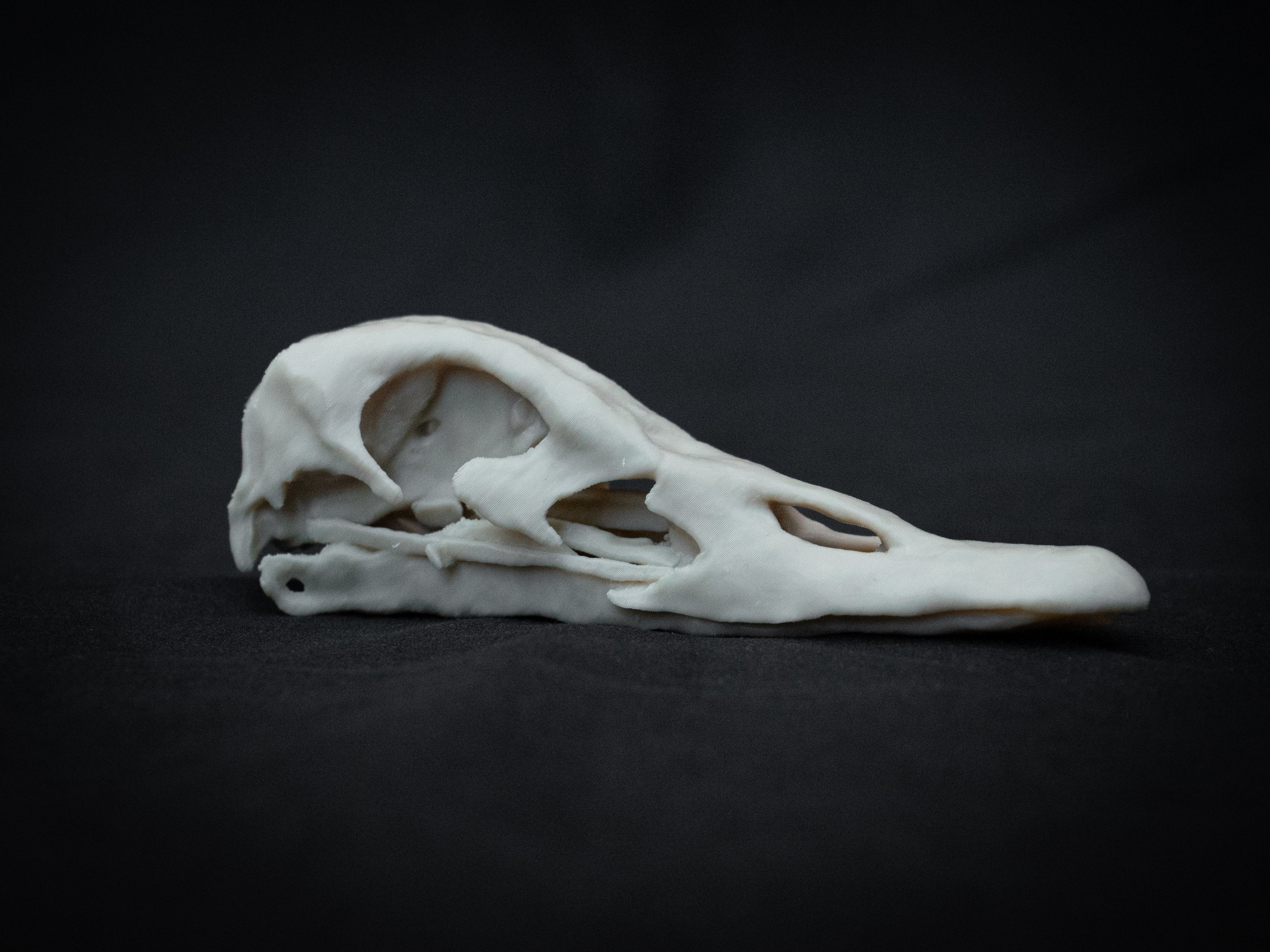 Duck Skull - Life Size 3D Print