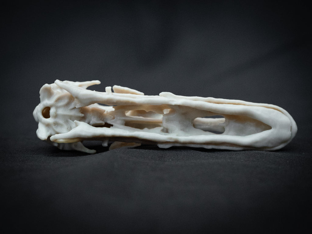 Duck Skull - Life Size 3D Print