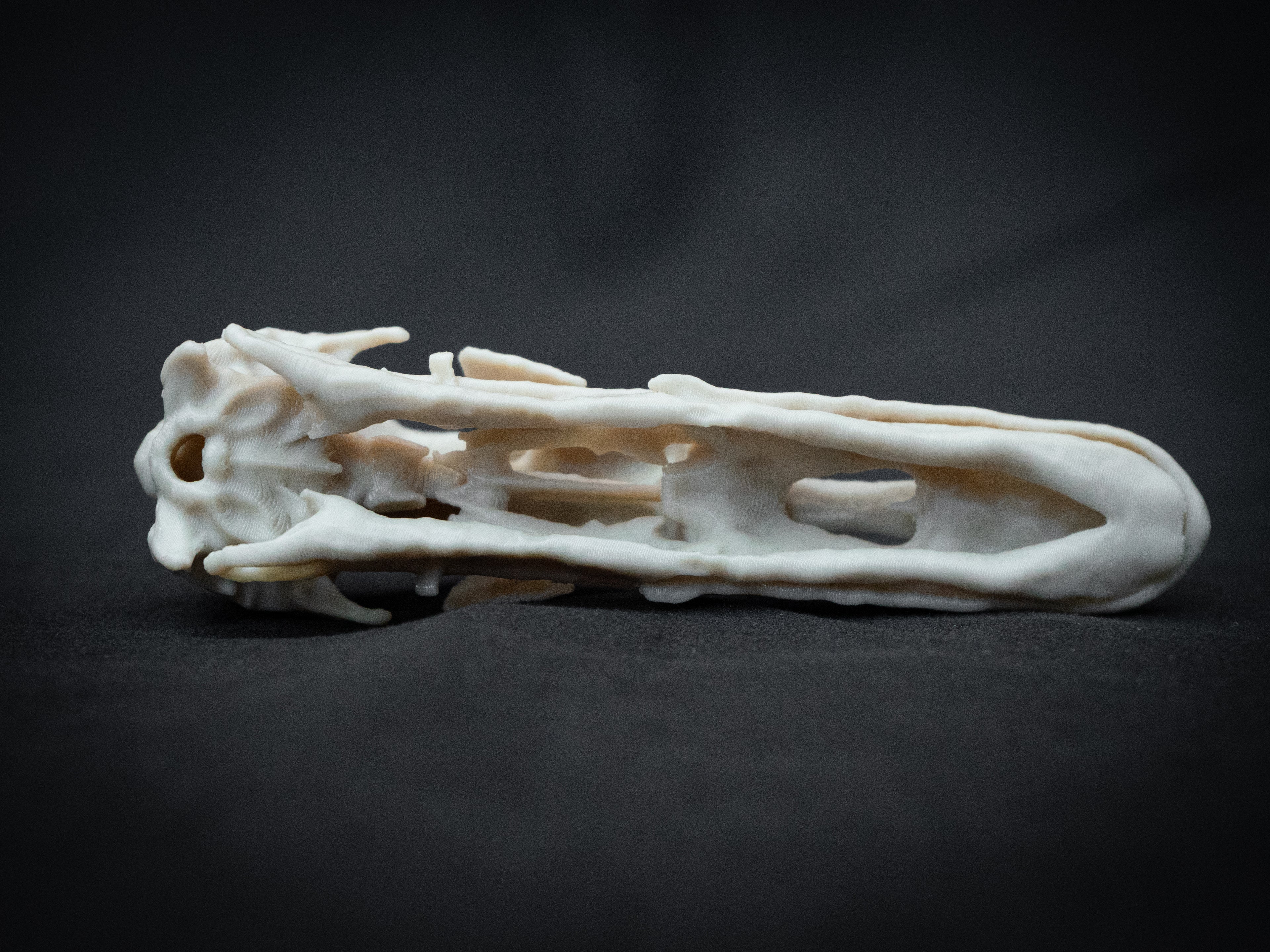 Duck Skull - Life Size 3D Print