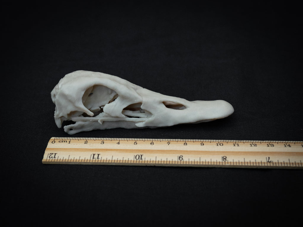 Duck Skull - Life Size 3D Print
