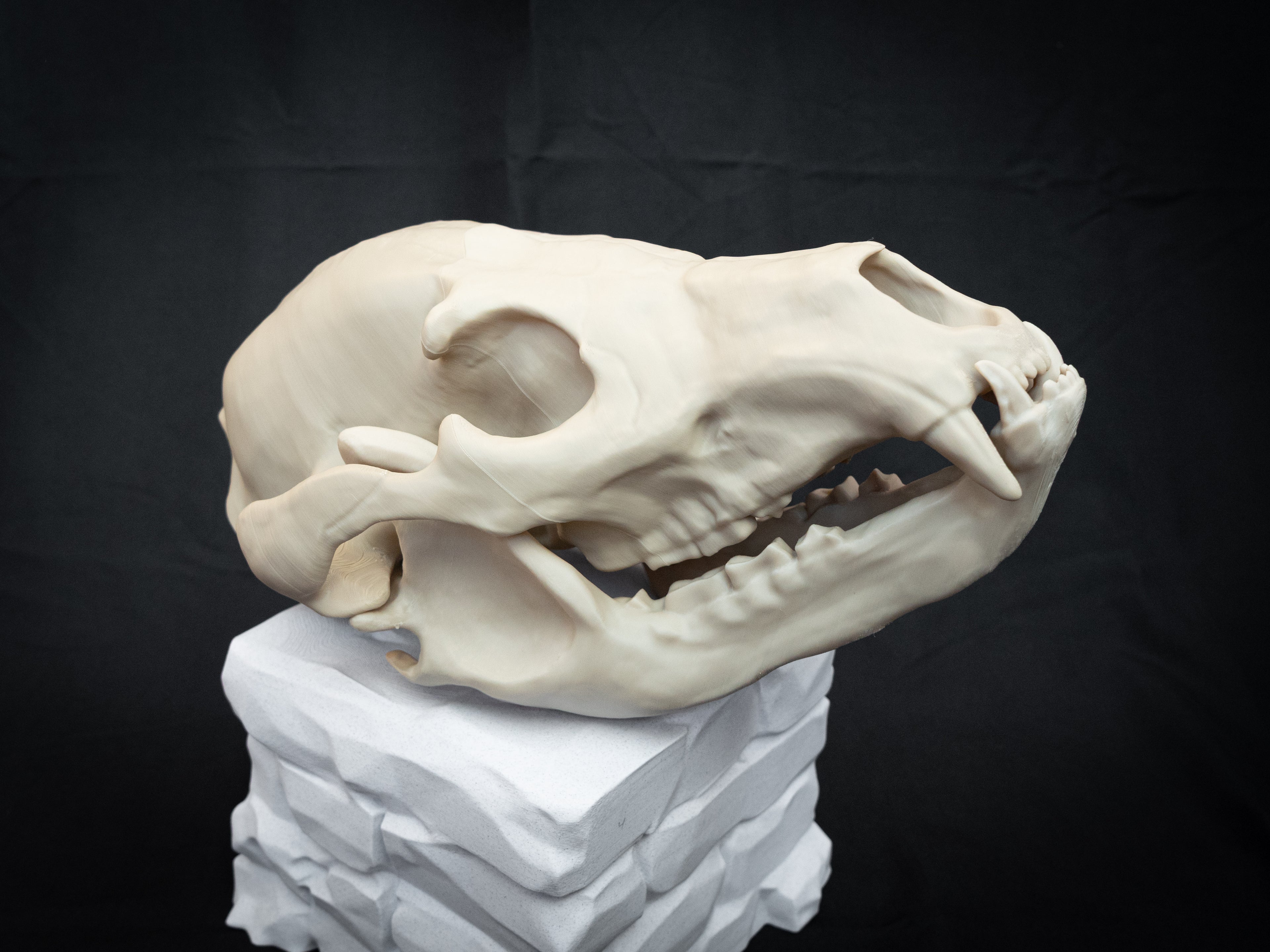 Life Size Grizzly Bear Skull Replica – Realistic 3D Printed Bone Model Display