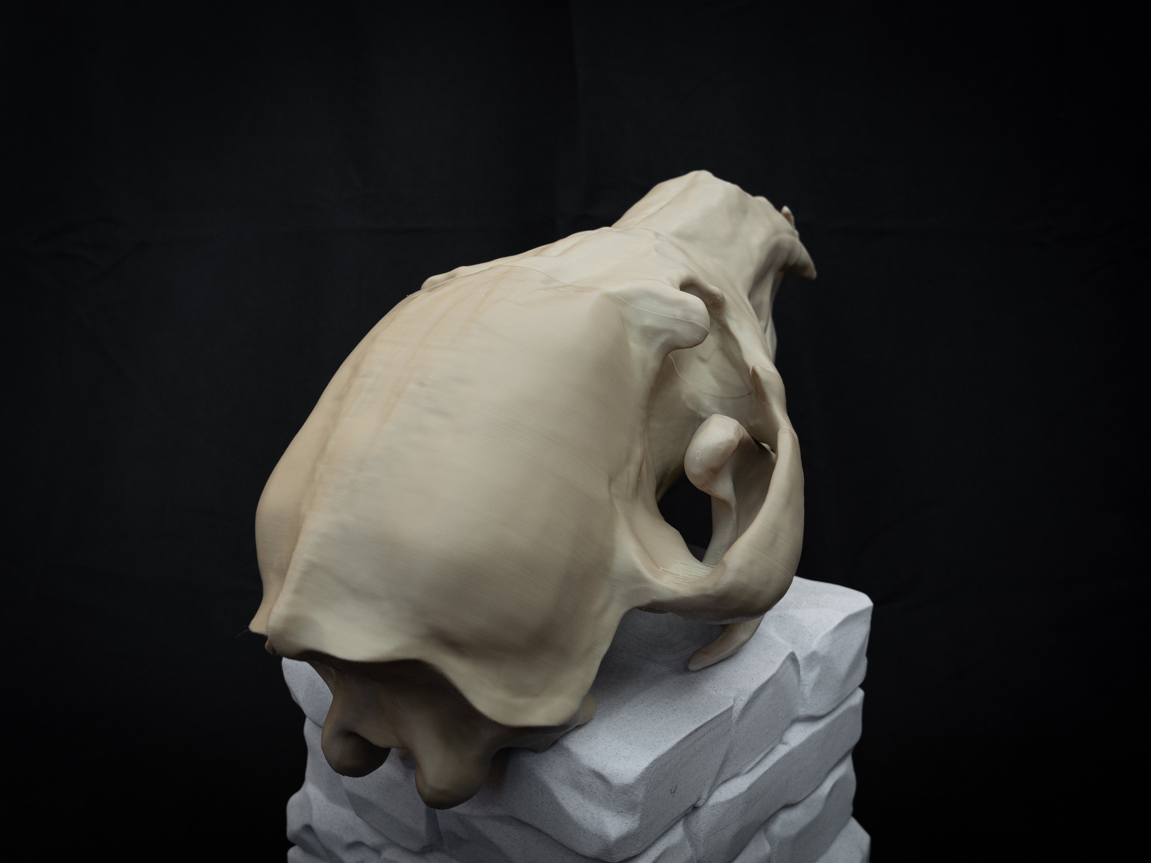 Life Size Grizzly Bear Skull Replica – Realistic 3D Printed Bone Model Display