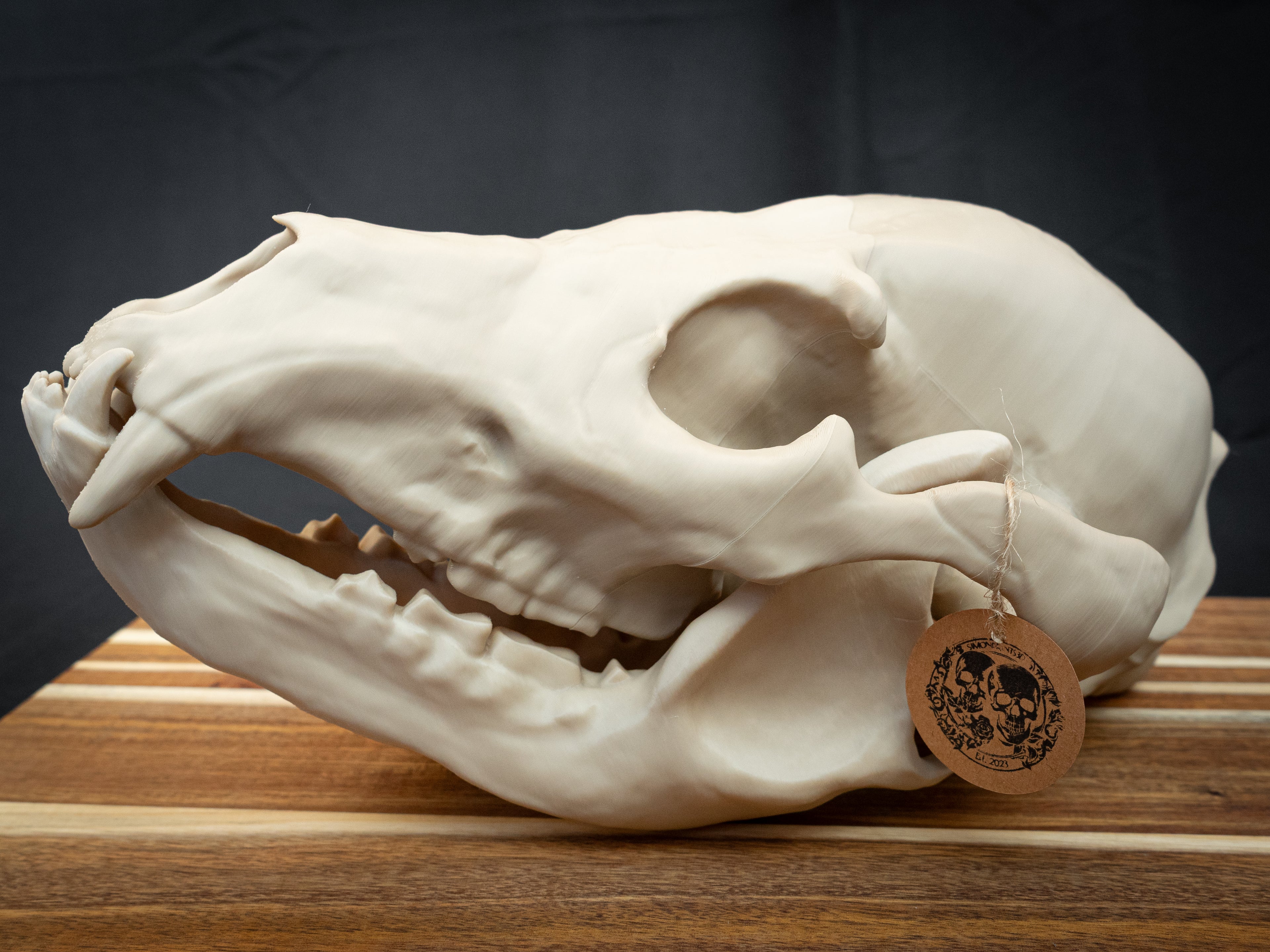 Life Size Grizzly Bear Skull Replica – Realistic 3D Printed Bone Model Display