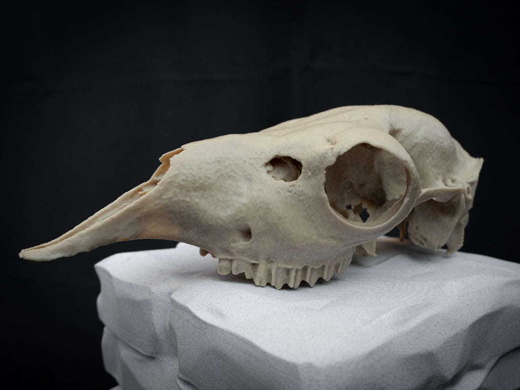 Life-Size European Llama Skull Replica – Realistic 3D Printed Bone Model