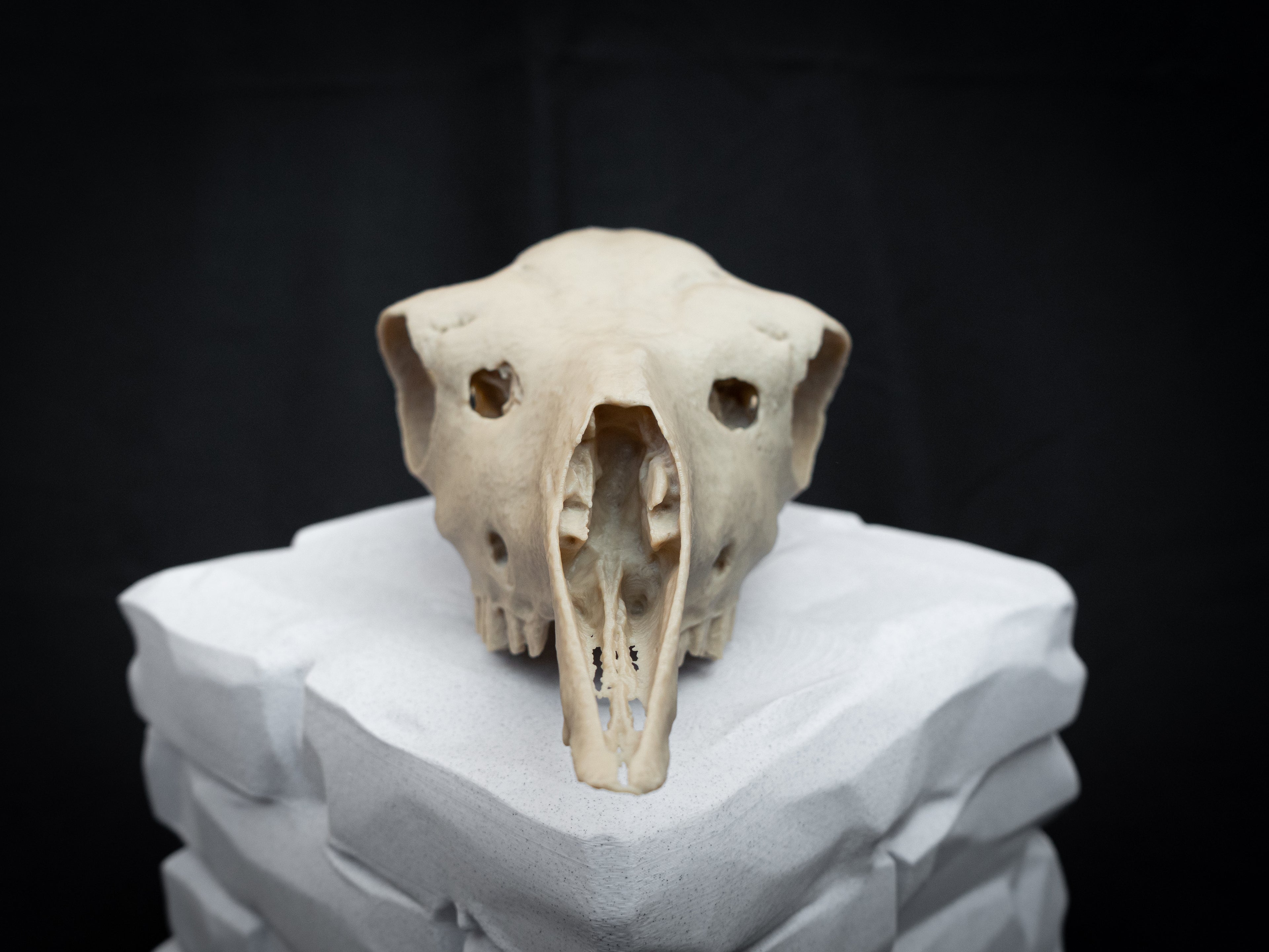 Life-Size European Llama Skull Replica – Realistic 3D Printed Bone Model