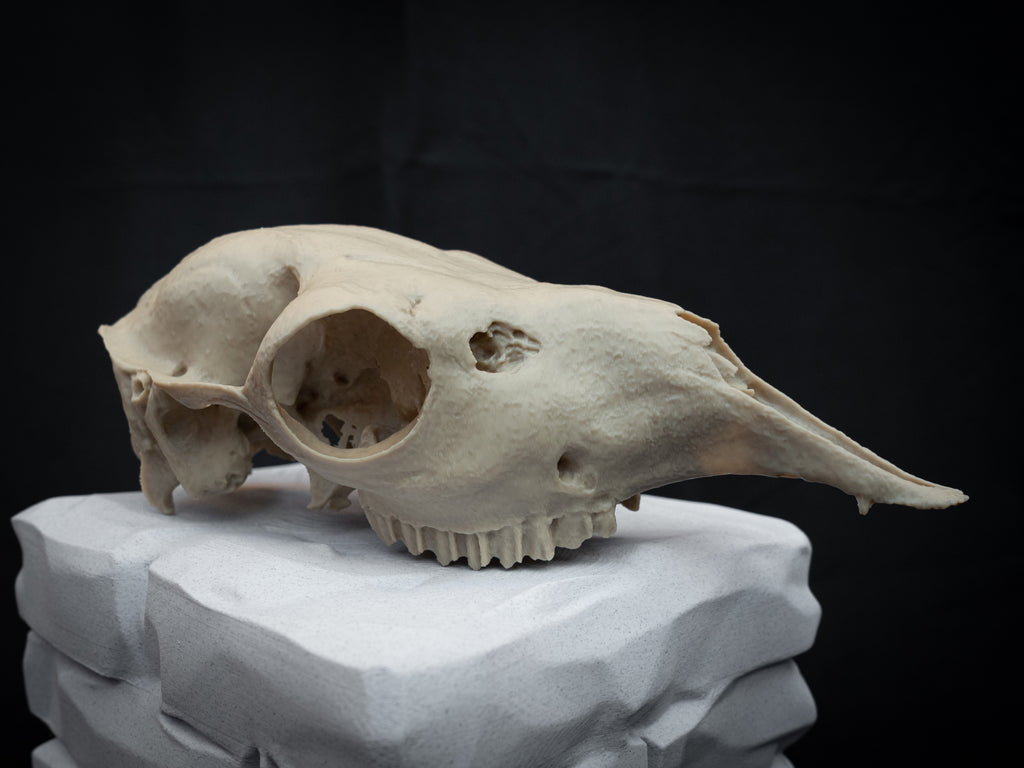 Life-Size European Llama Skull Replica – Realistic 3D Printed Bone Model