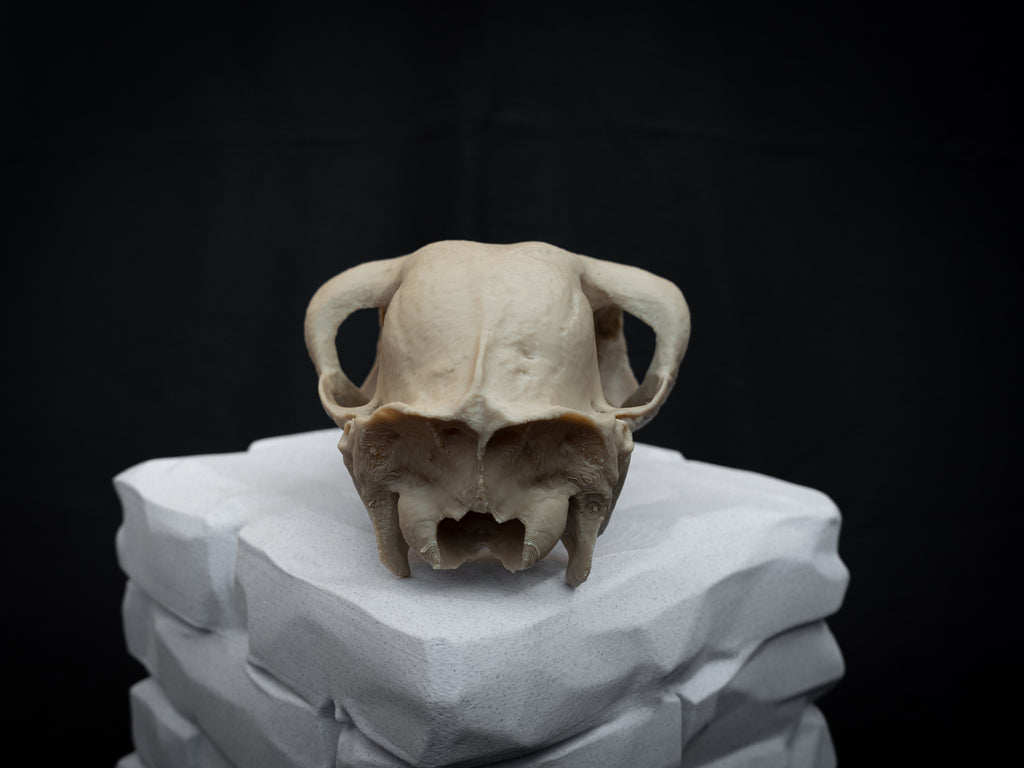 Life-Size European Llama Skull Replica – Realistic 3D Printed Bone Model