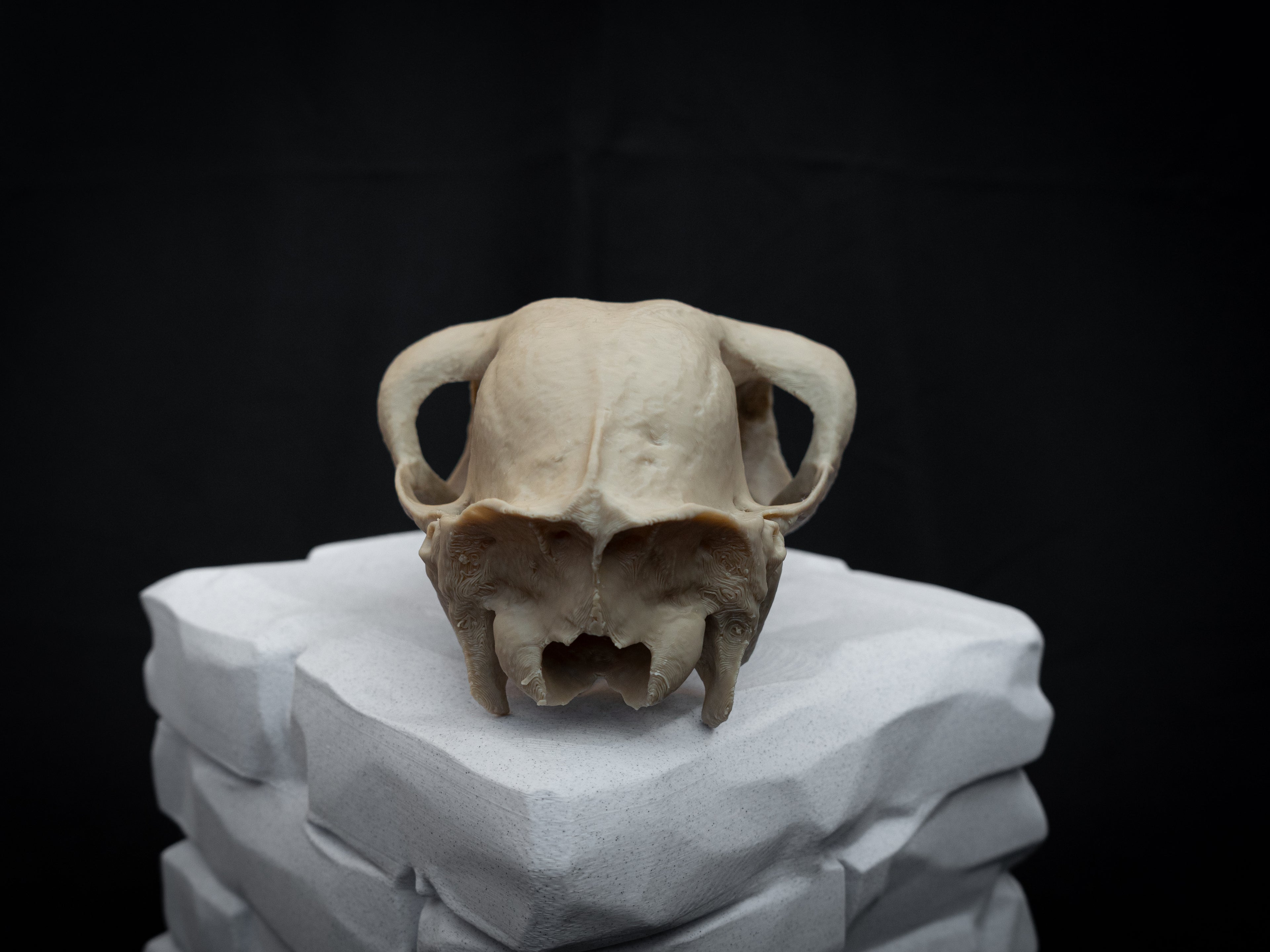 Life-Size European Llama Skull Replica – Realistic 3D Printed Bone Model