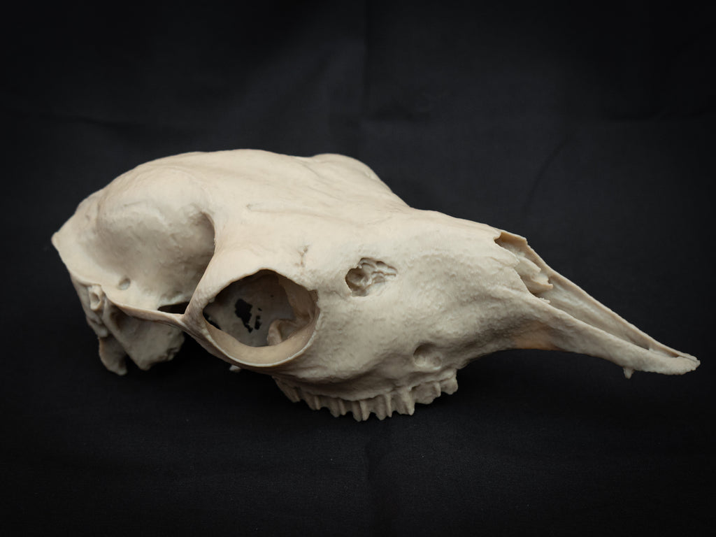 Life-Size European Llama Skull Replica – Realistic 3D Printed Bone Model
