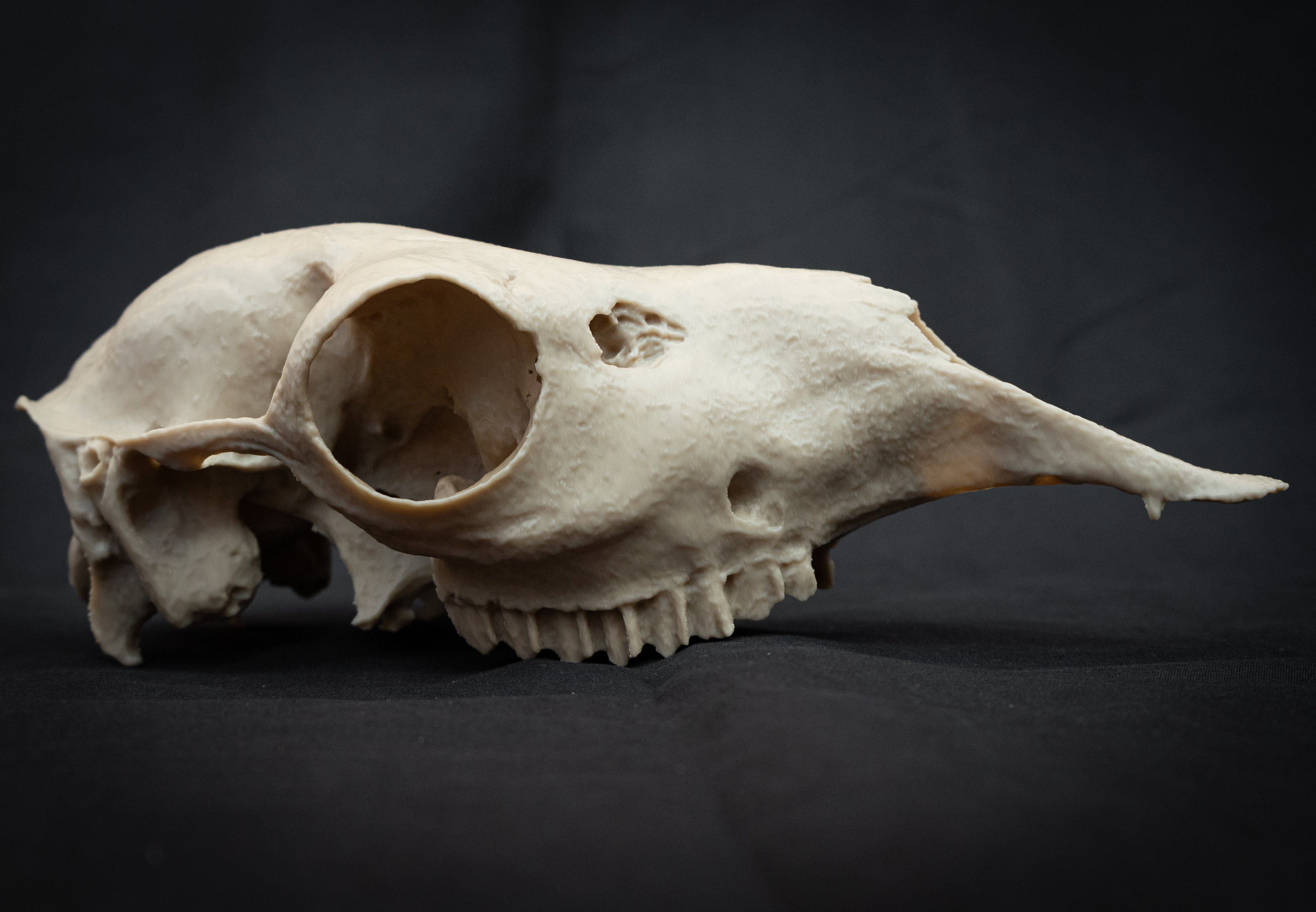 Life-Size European Llama Skull Replica – Realistic 3D Printed Bone Model