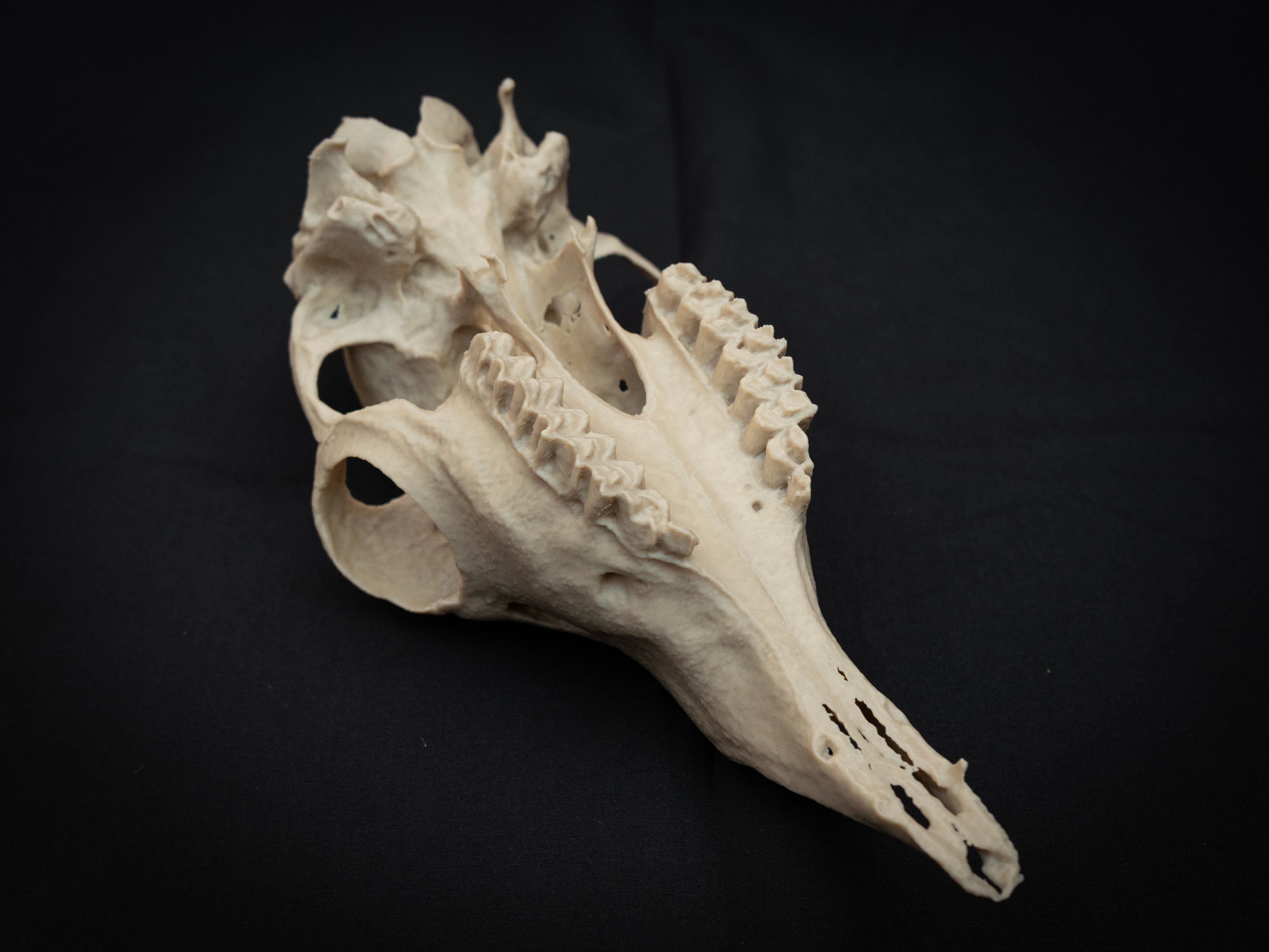 Life-Size European Llama Skull Replica – Realistic 3D Printed Bone Model