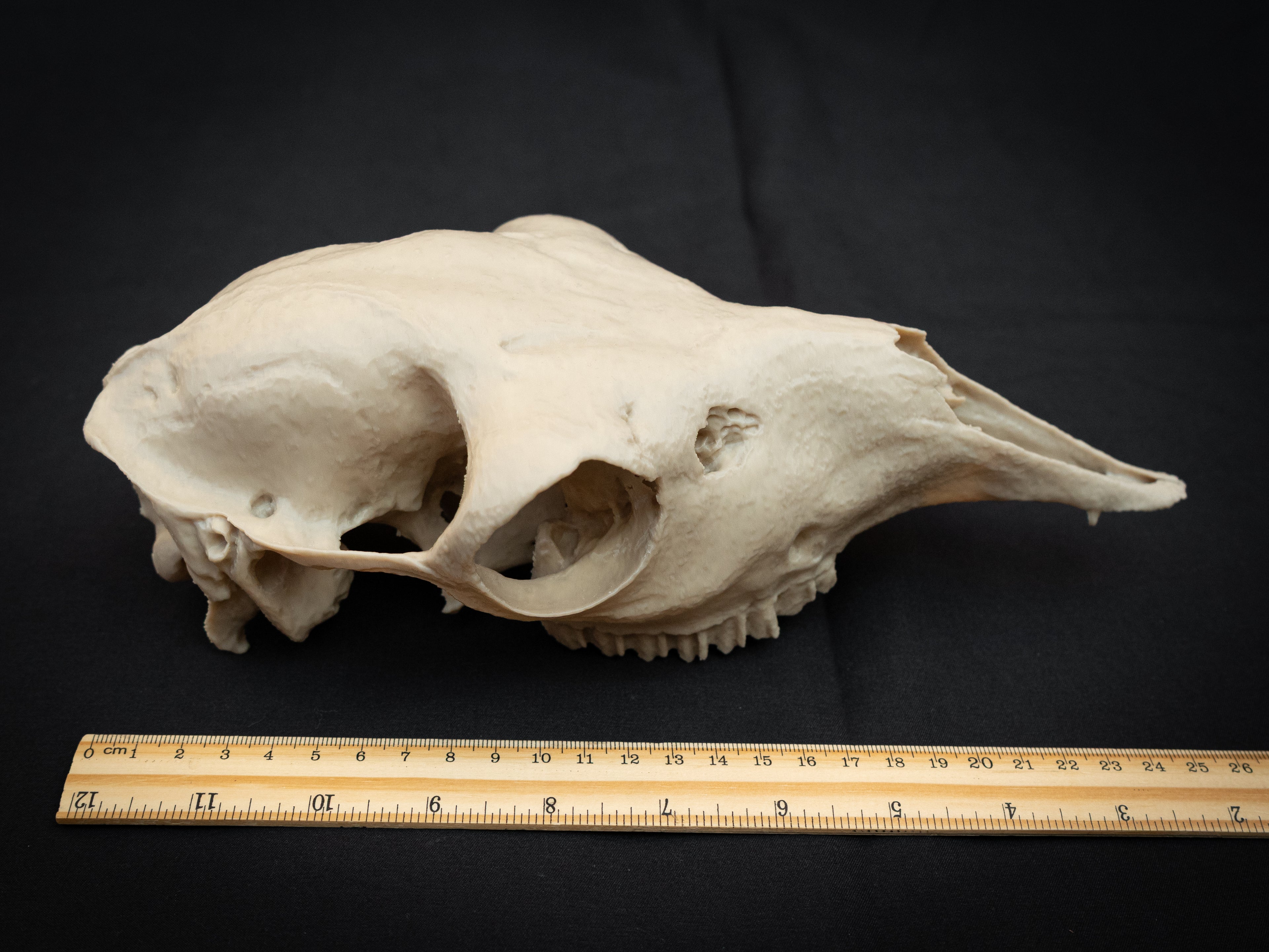 Life-Size European Llama Skull Replica – Realistic 3D Printed Bone Model