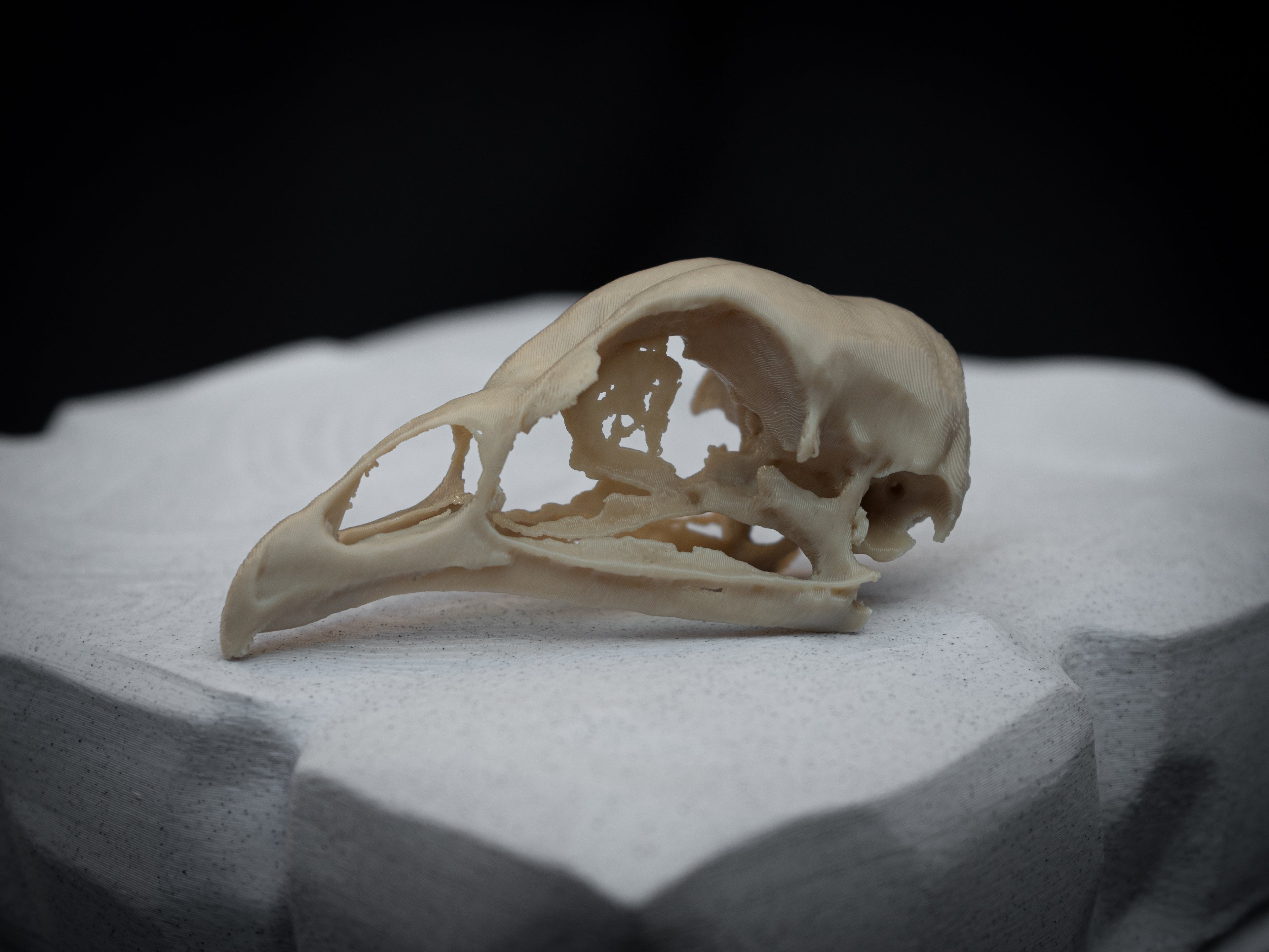 Life Size Emperor Chicken Skull Replica – Realistic 3D Printed Bone Model