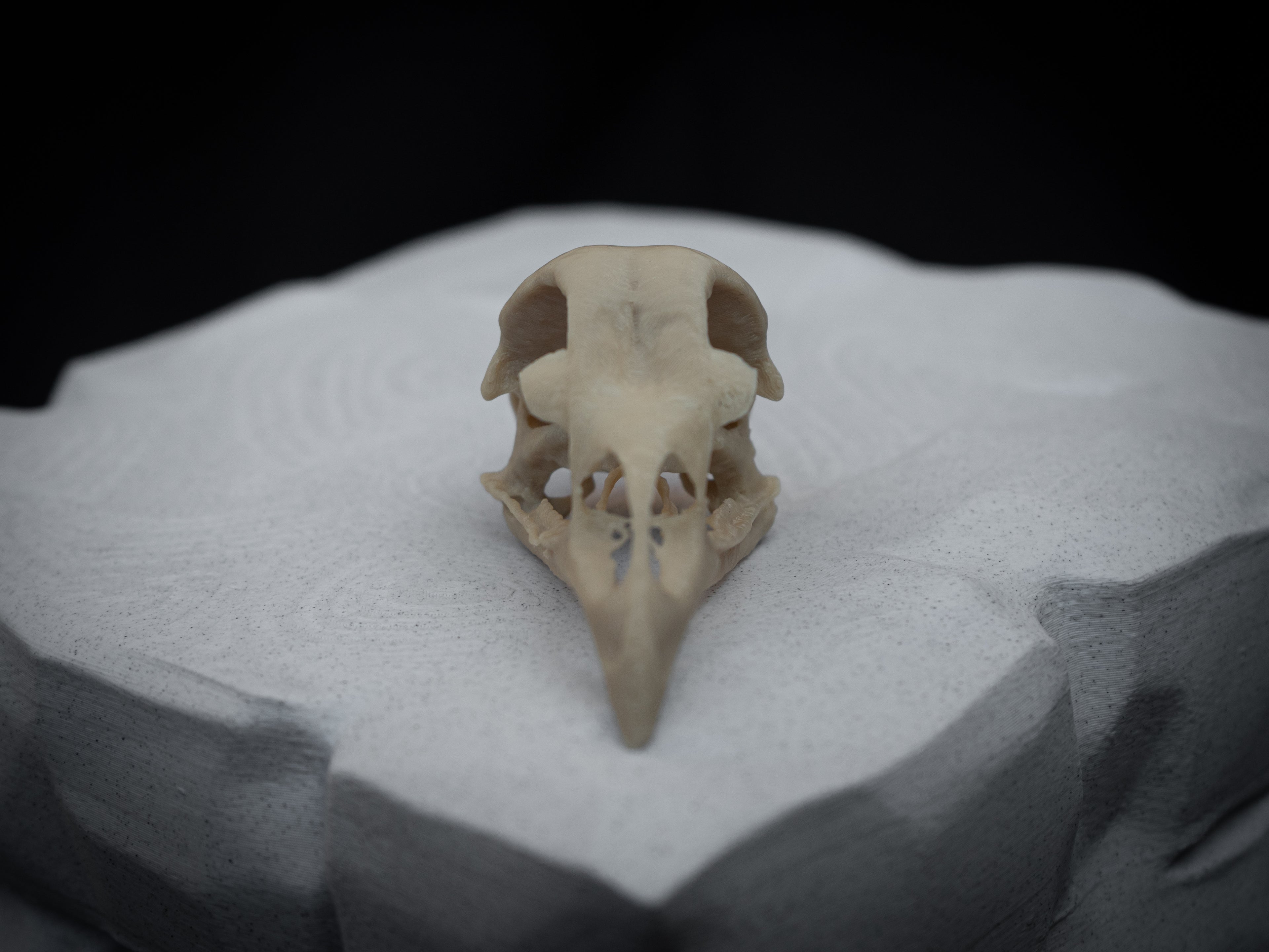 Life Size Emperor Chicken Skull Replica – Realistic 3D Printed Bone Model