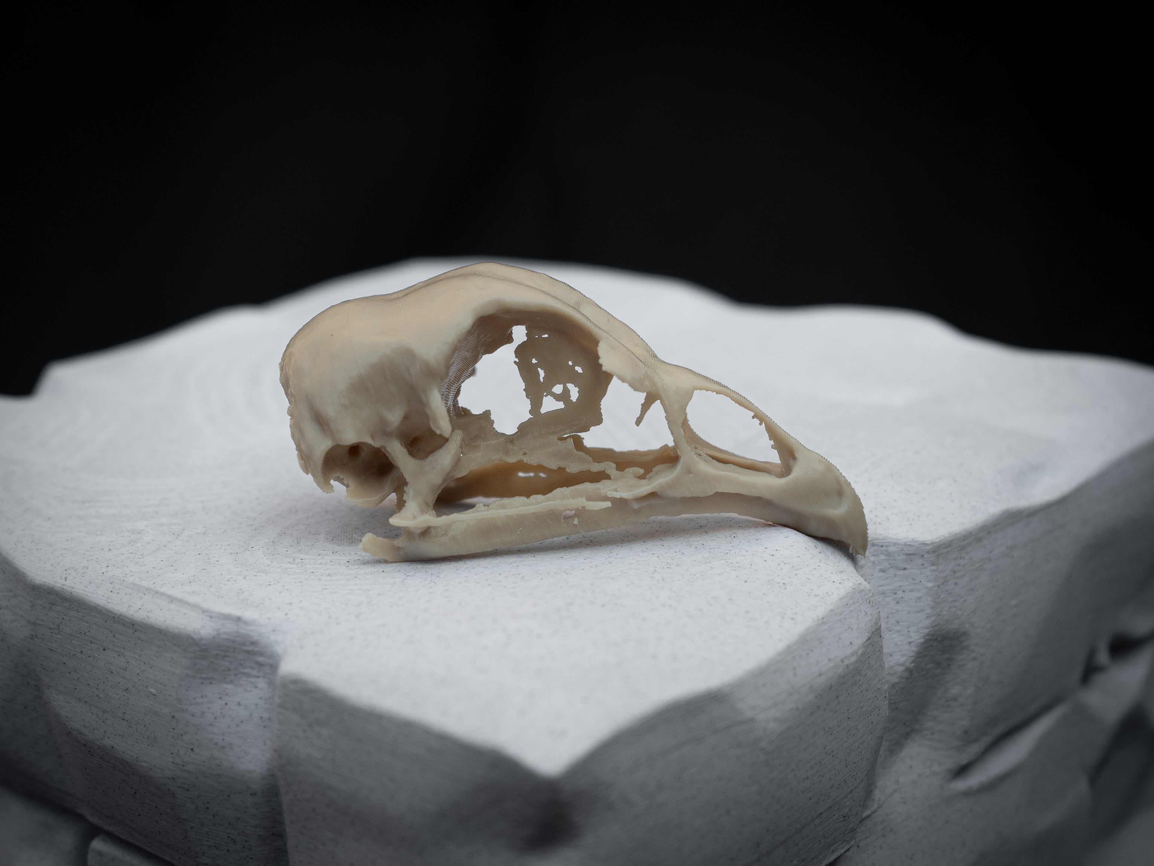 Life Size Emperor Chicken Skull Replica – Realistic 3D Printed Bone Model