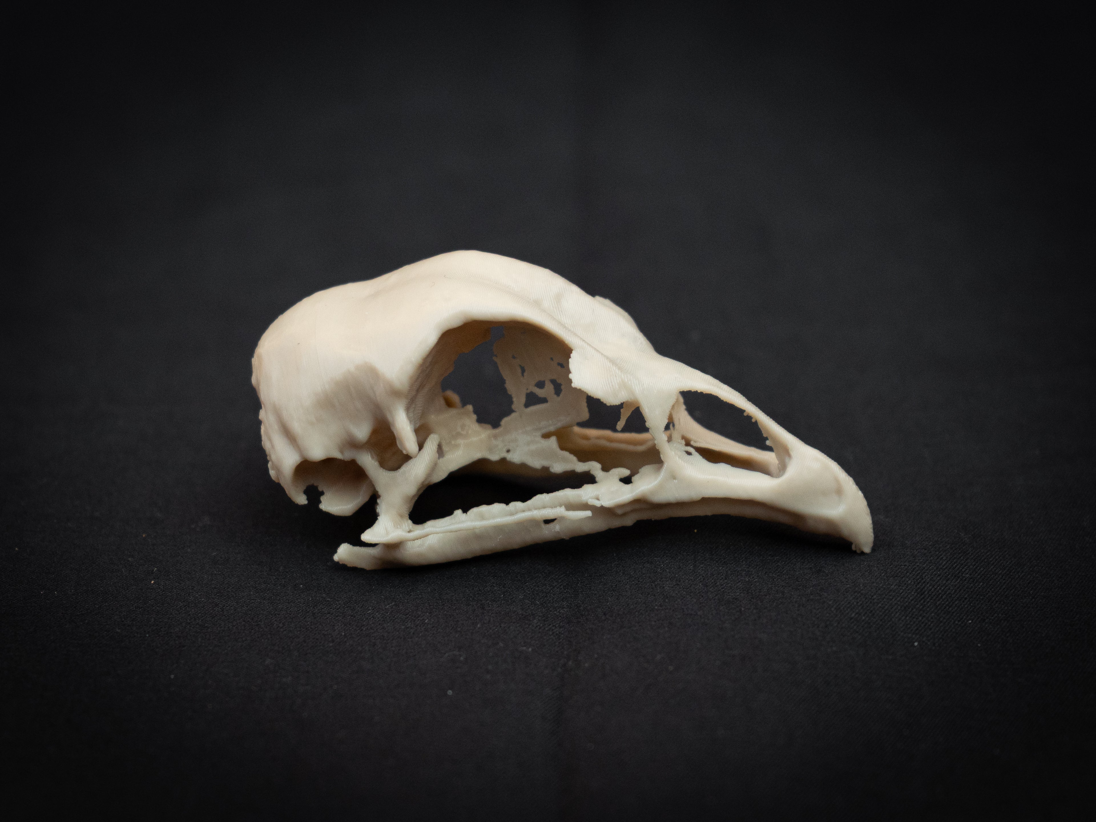 Life Size Emperor Chicken Skull Replica – Realistic 3D Printed Bone Model