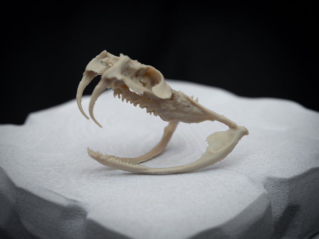 Life Size Gaboon Viper Skull Replica – Realistic 3D Printed Bone Model Display