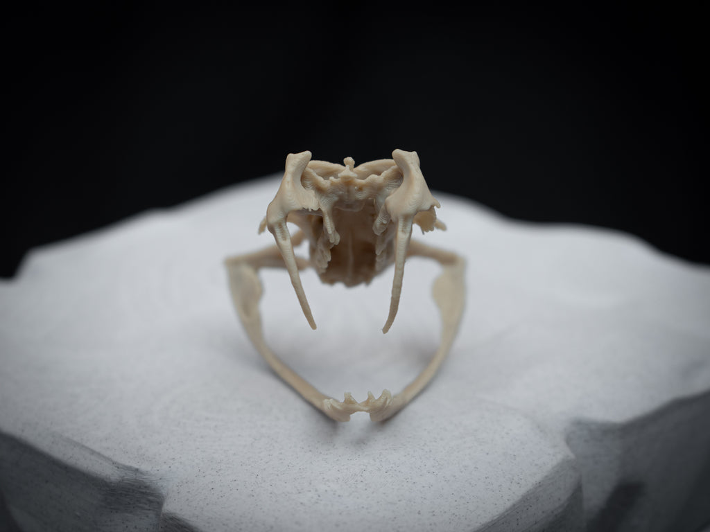 Life Size Gaboon Viper Skull Replica – Realistic 3D Printed Bone Model Display