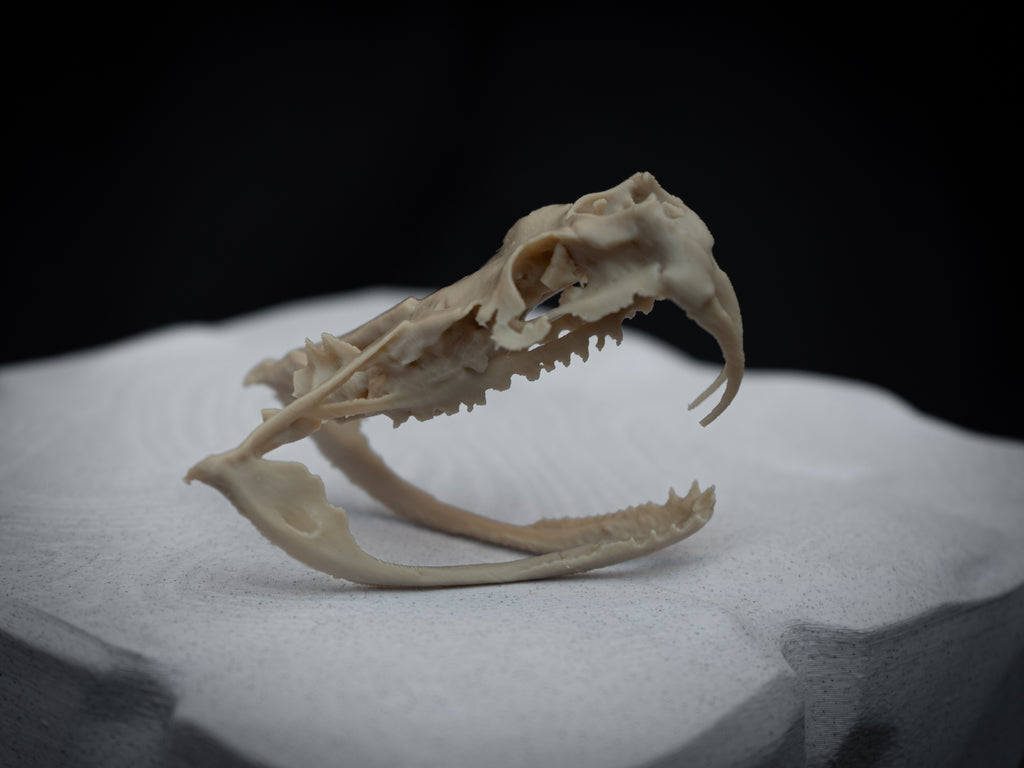 Life Size Gaboon Viper Skull Replica – Realistic 3D Printed Bone Model Display