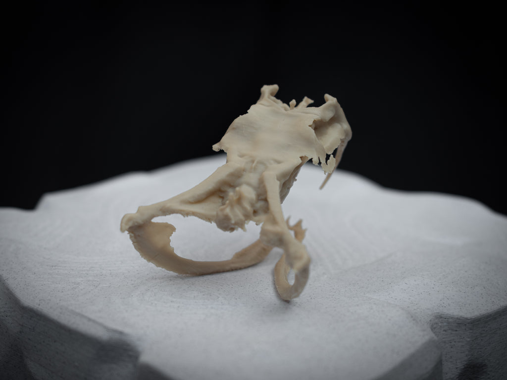 Life Size Gaboon Viper Skull Replica – Realistic 3D Printed Bone Model Display
