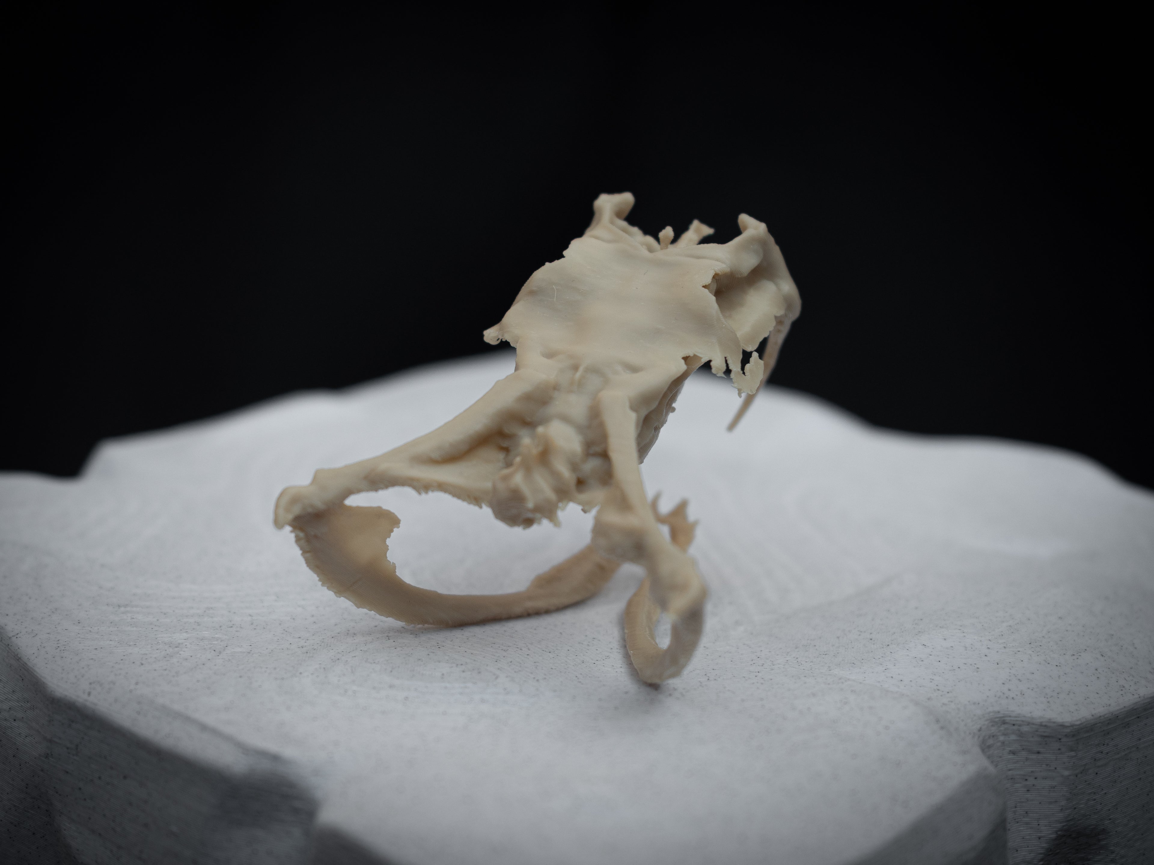 Life Size Gaboon Viper Skull Replica – Realistic 3D Printed Bone Model Display