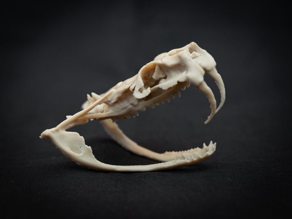 Life Size Gaboon Viper Skull Replica – Realistic 3D Printed Bone Model Display