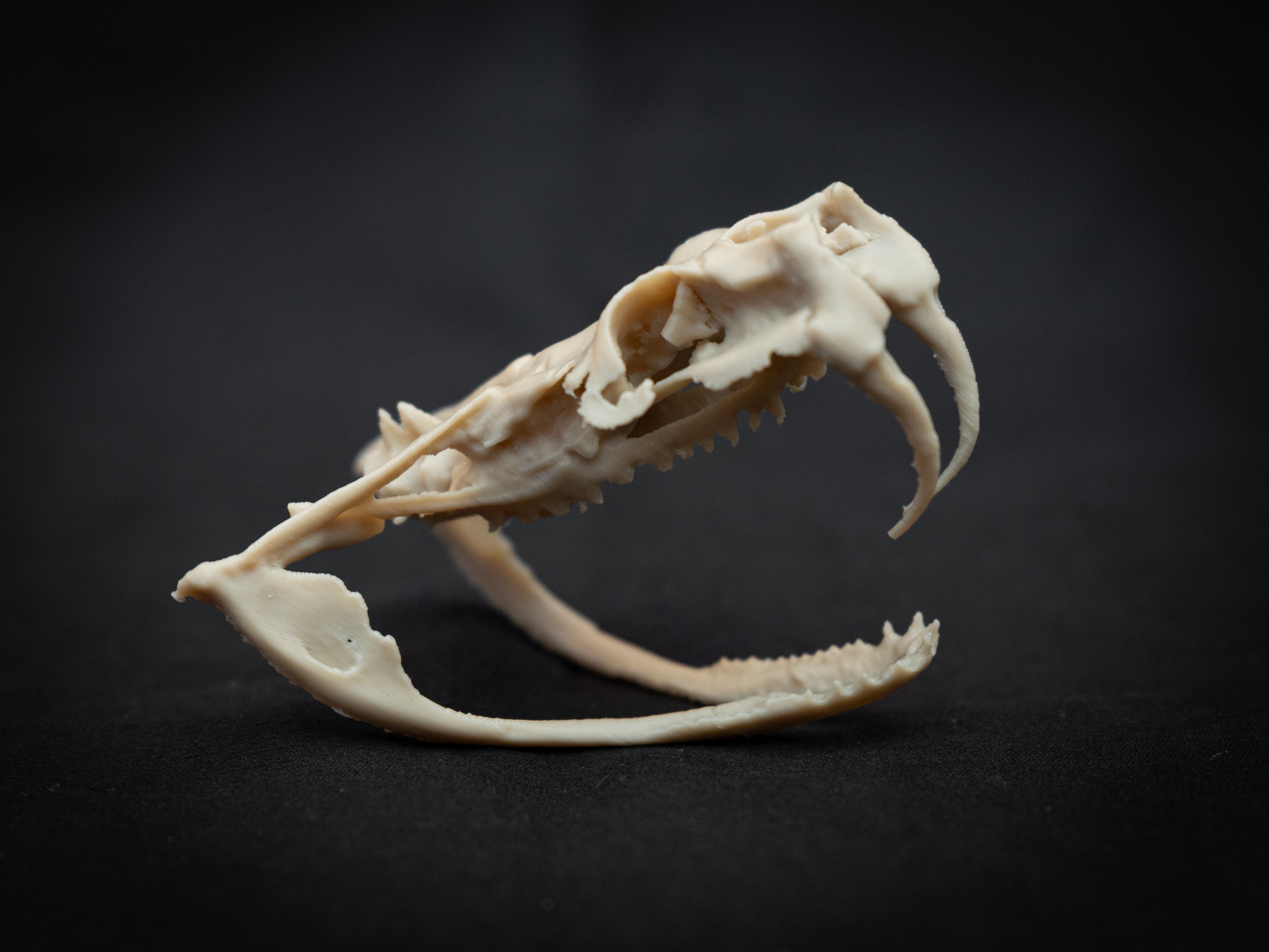 Life Size Gaboon Viper Skull Replica – Realistic 3D Printed Bone Model Display