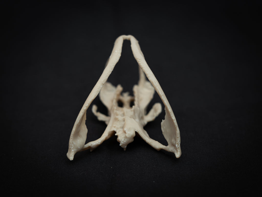 Life Size Gaboon Viper Skull Replica – Realistic 3D Printed Bone Model Display