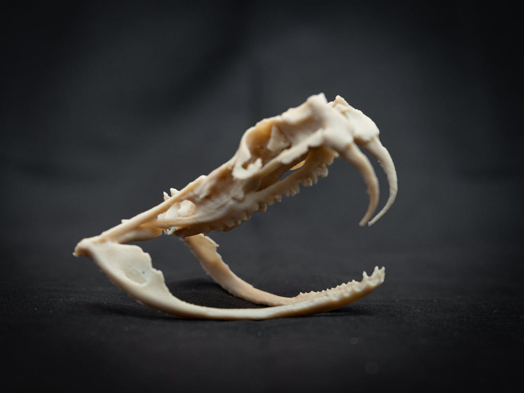 Life Size Gaboon Viper Skull Replica – Realistic 3D Printed Bone Model Display