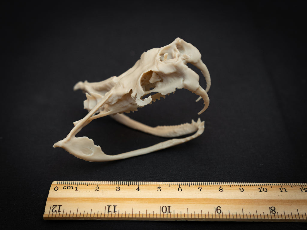 Life Size Gaboon Viper Skull Replica – Realistic 3D Printed Bone Model Display