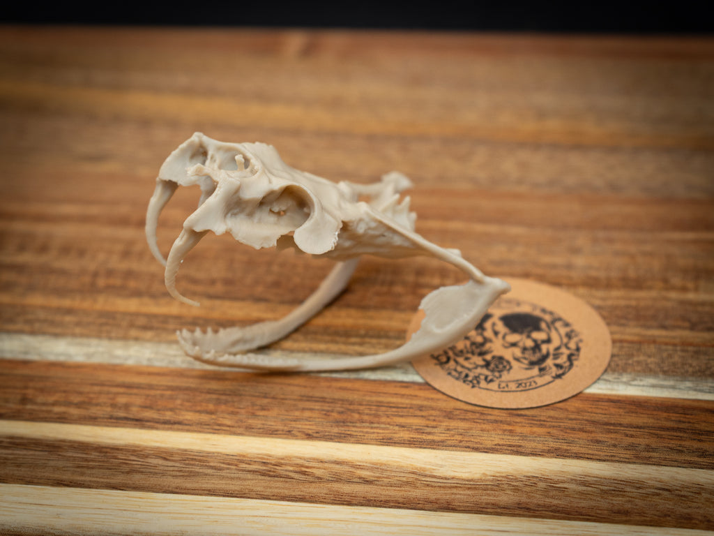 Life Size Gaboon Viper Skull Replica – Realistic 3D Printed Bone Model Display