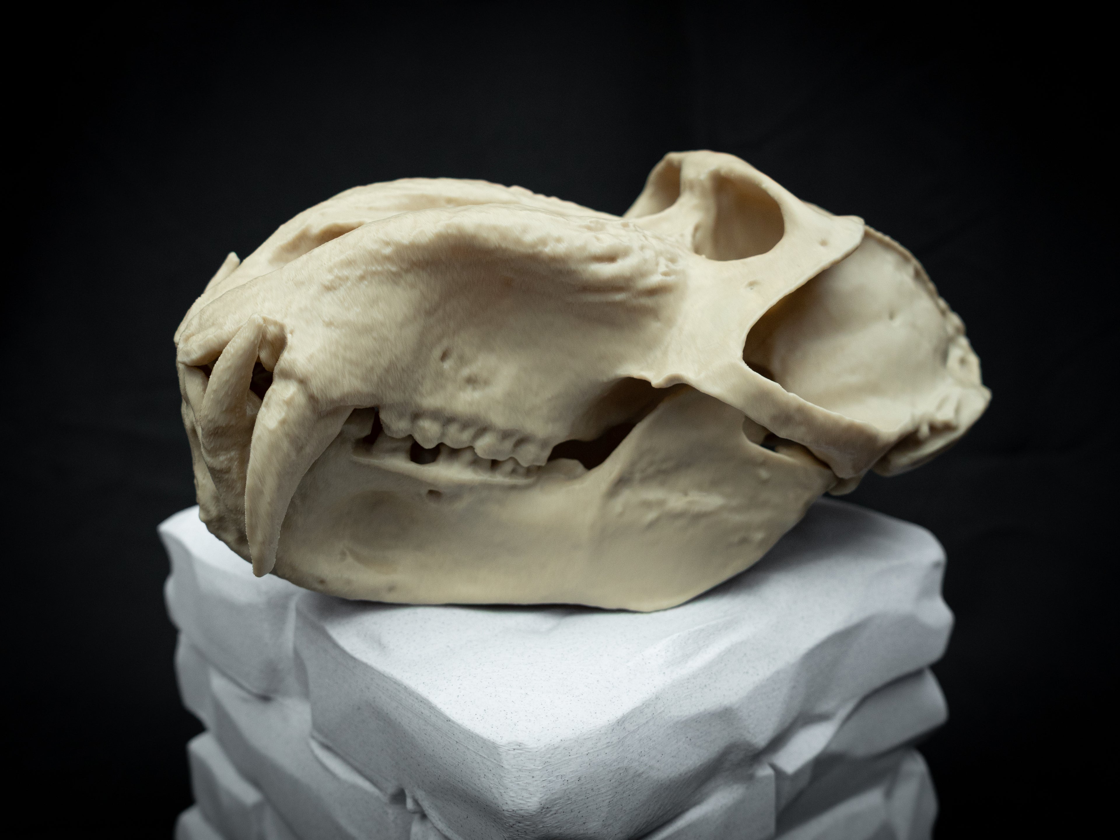 Life Size Baboon Skull Replica – Realistic 3D Printed Primate Bone Model