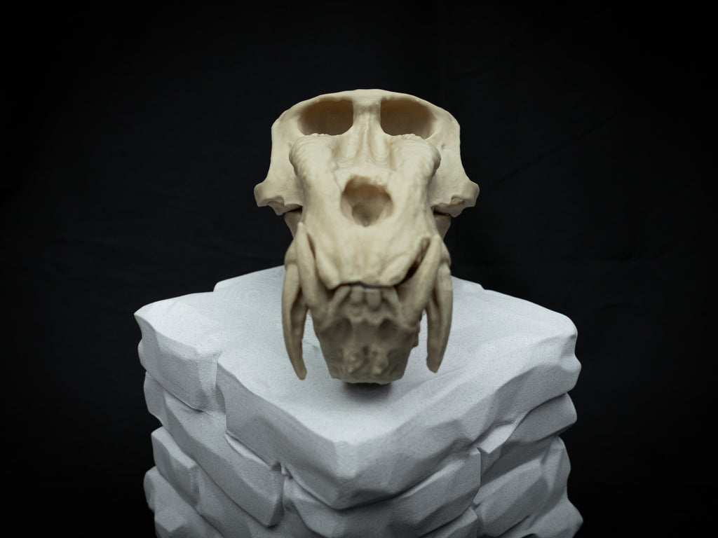 Life Size Baboon Skull Replica – Realistic 3D Printed Primate Bone Model