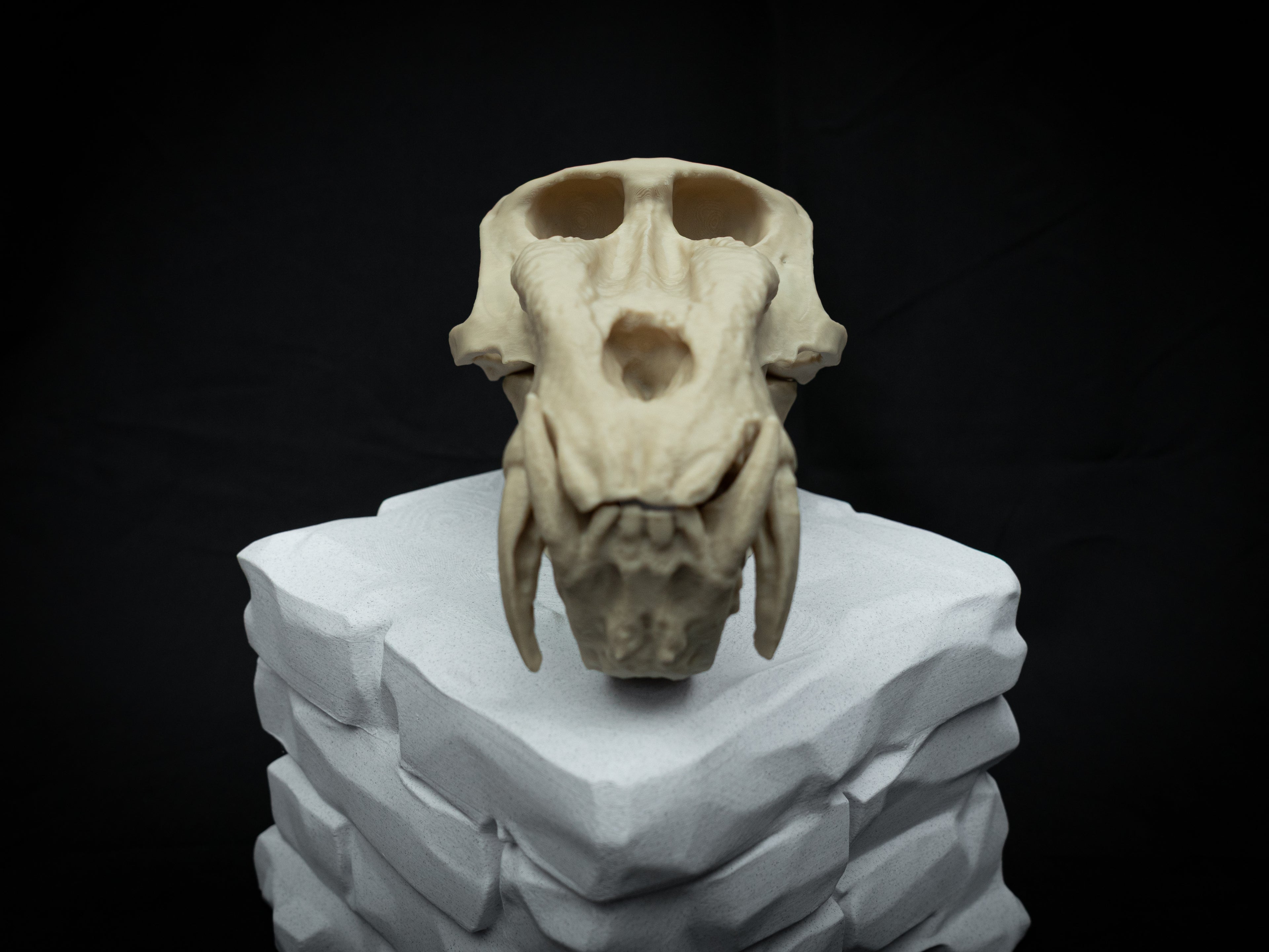 Life Size Baboon Skull Replica – Realistic 3D Printed Primate Bone Model