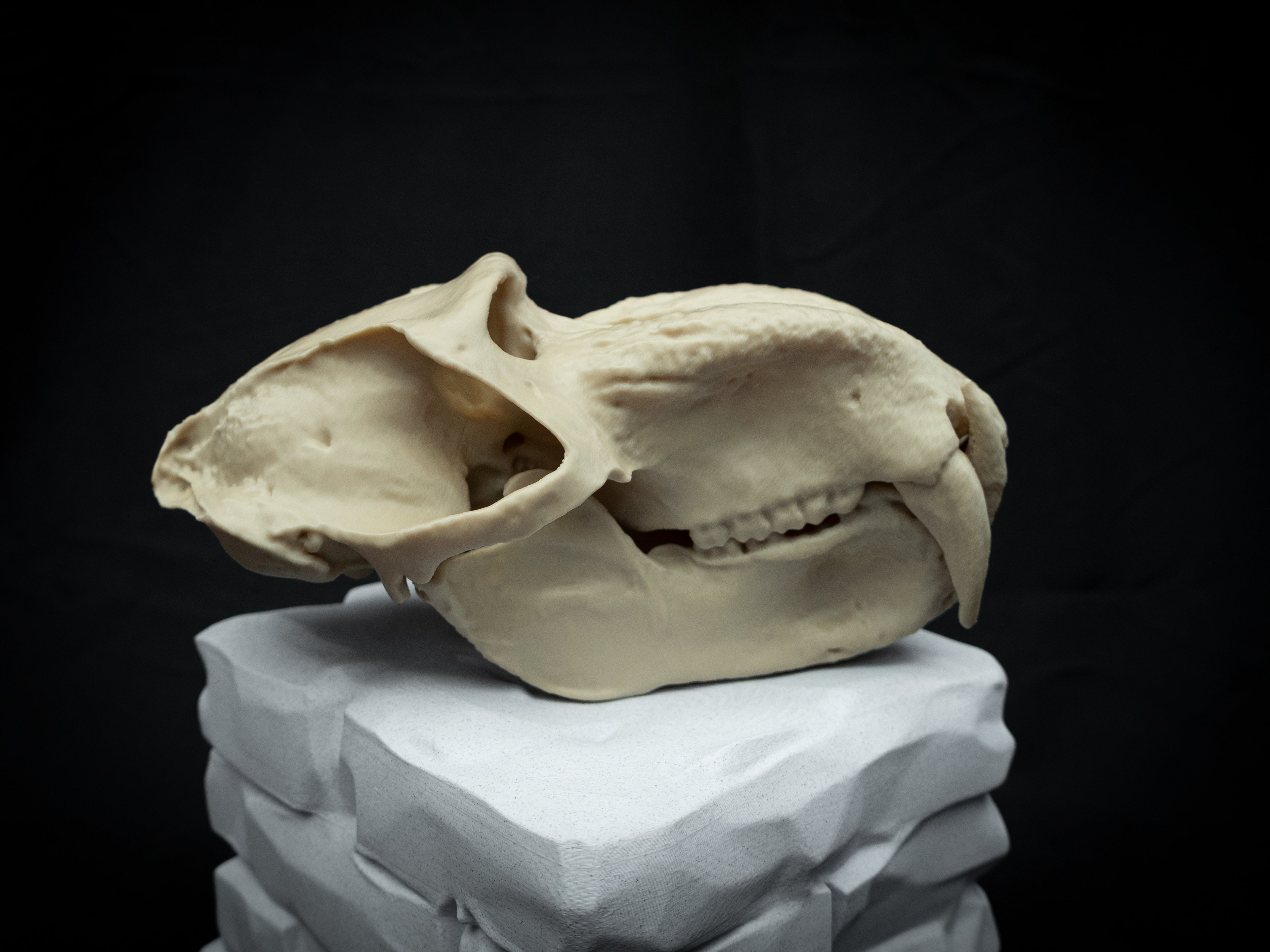 Life Size Baboon Skull Replica – Realistic 3D Printed Primate Bone Model