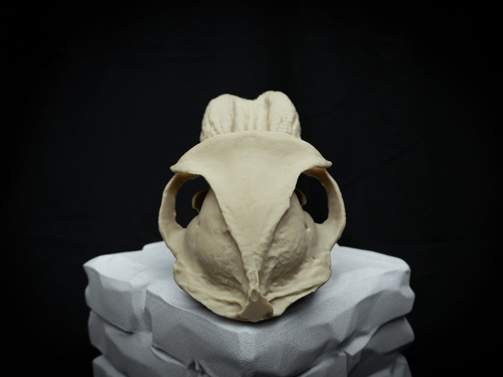 Life Size Baboon Skull Replica – Realistic 3D Printed Primate Bone Model
