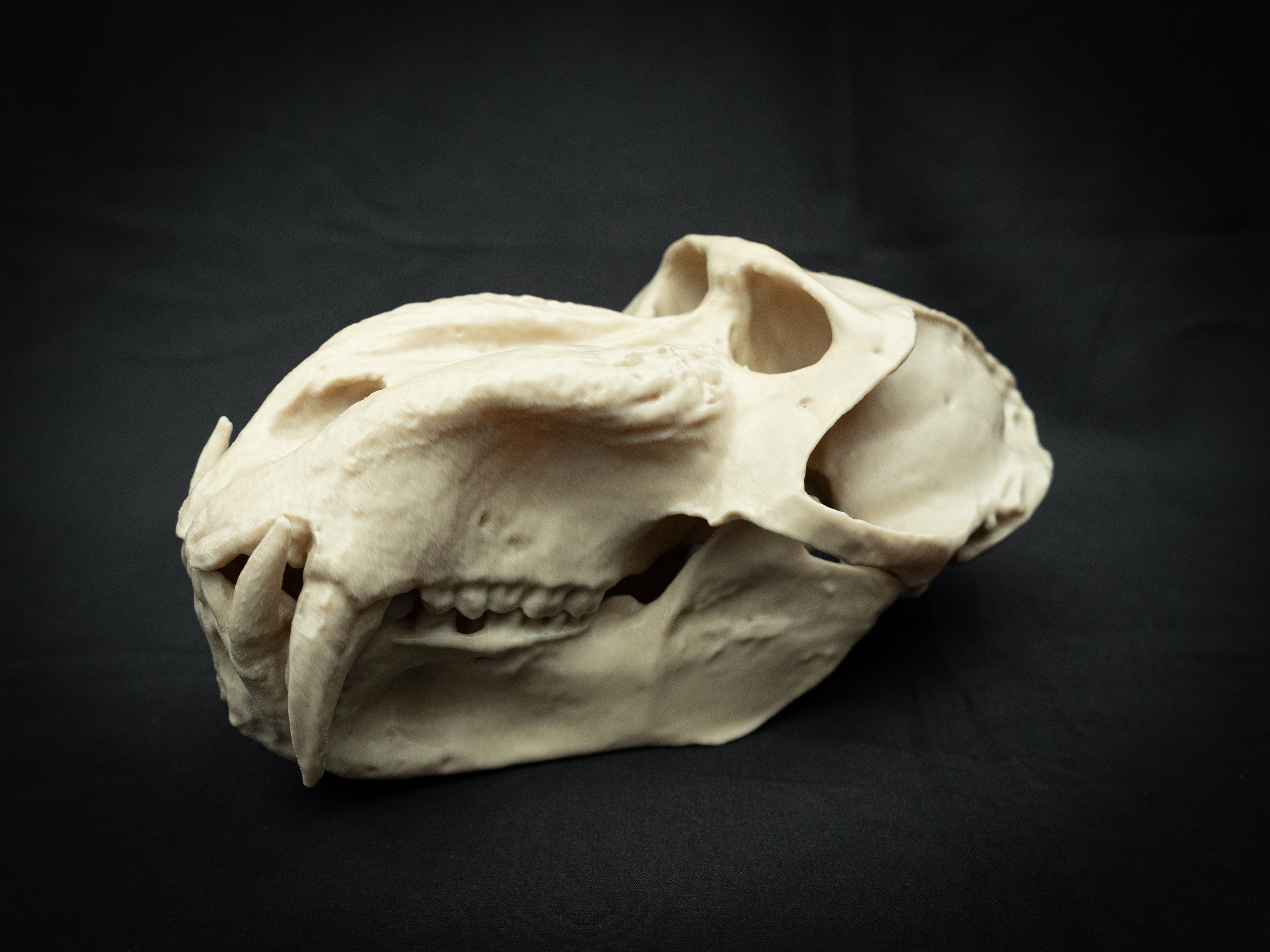 Life Size Baboon Skull Replica – Realistic 3D Printed Primate Bone Model