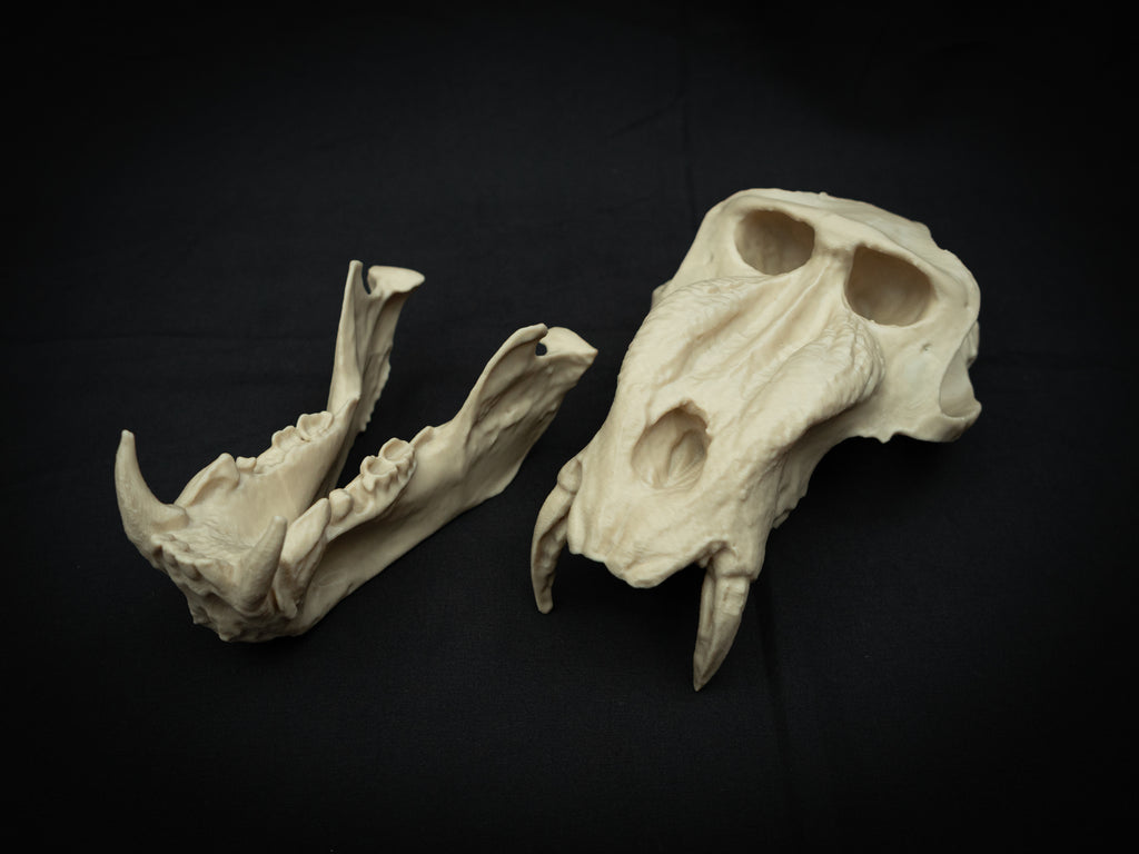 Life Size Baboon Skull Replica – Realistic 3D Printed Primate Bone Model