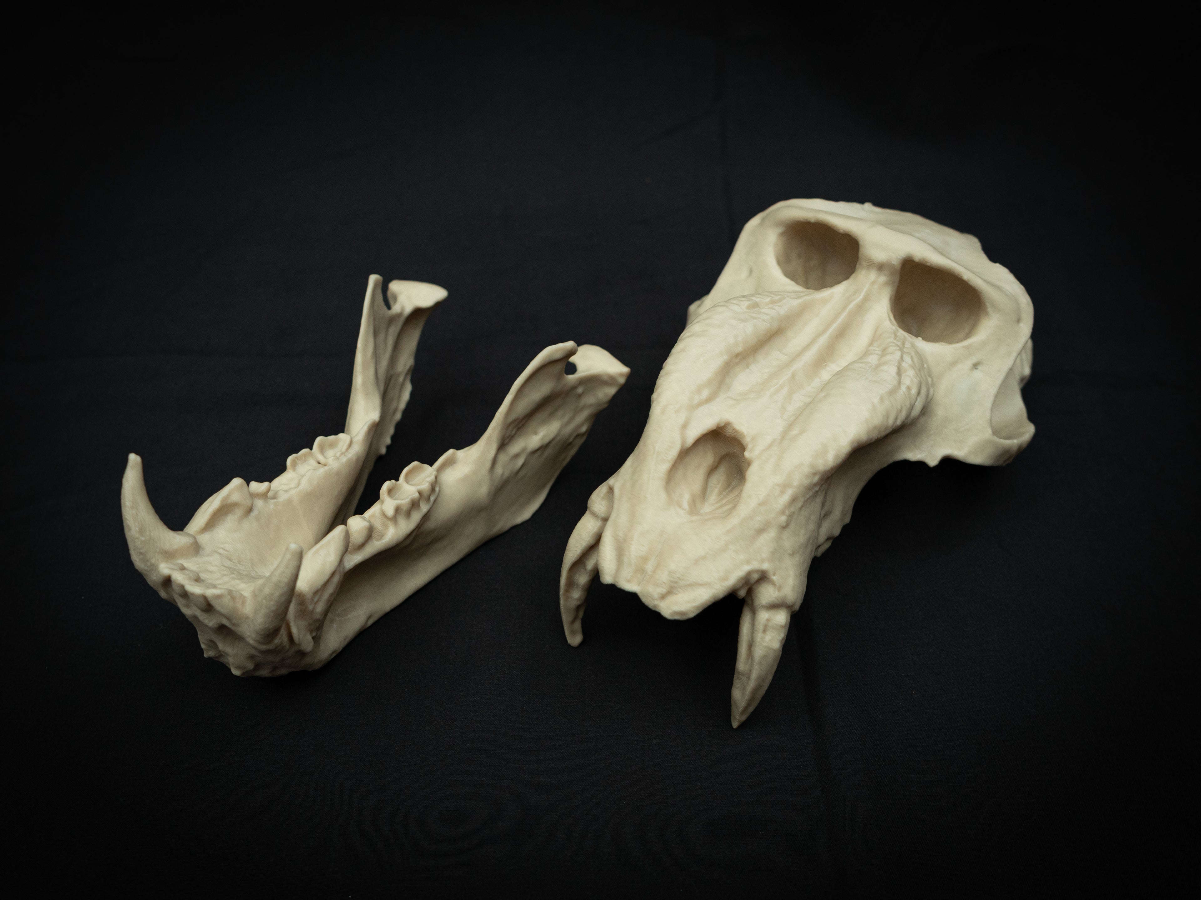 Life Size Baboon Skull Replica – Realistic 3D Printed Primate Bone Model