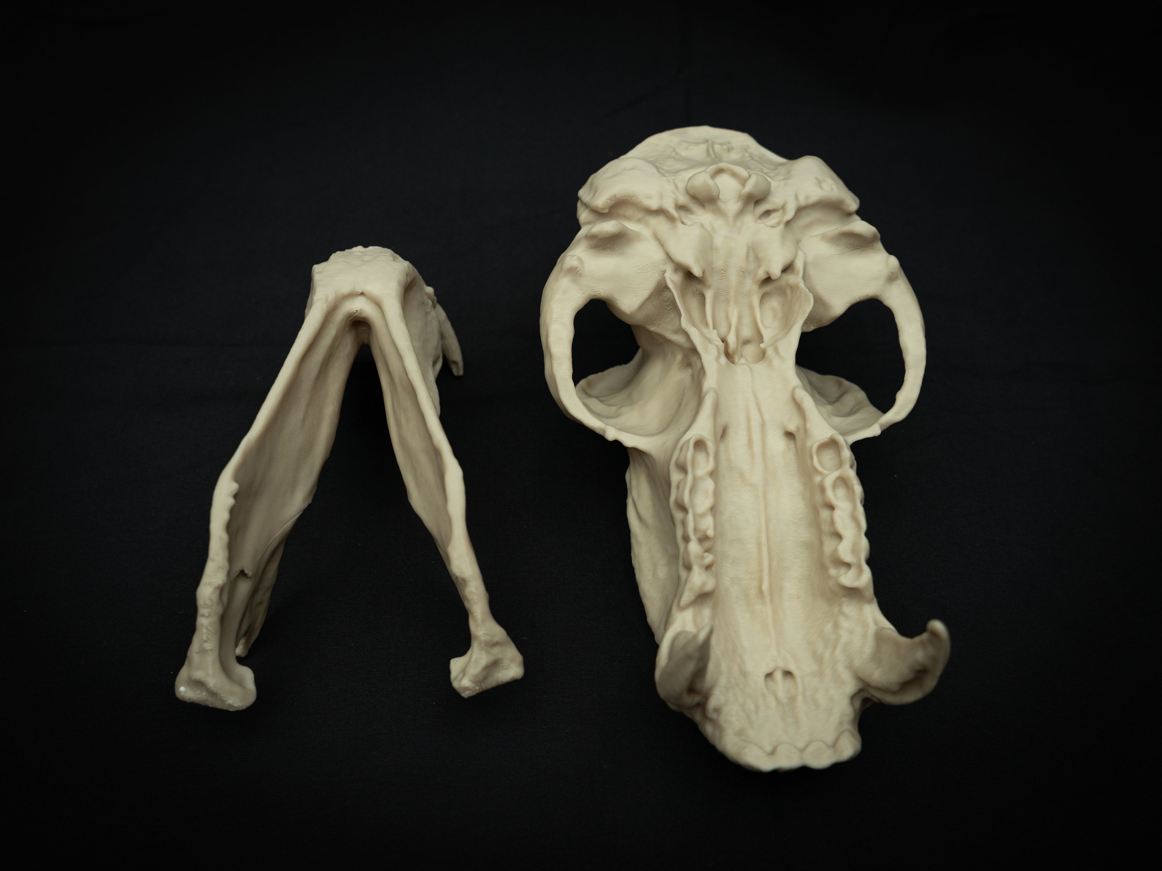 Life Size Baboon Skull Replica – Realistic 3D Printed Primate Bone Model