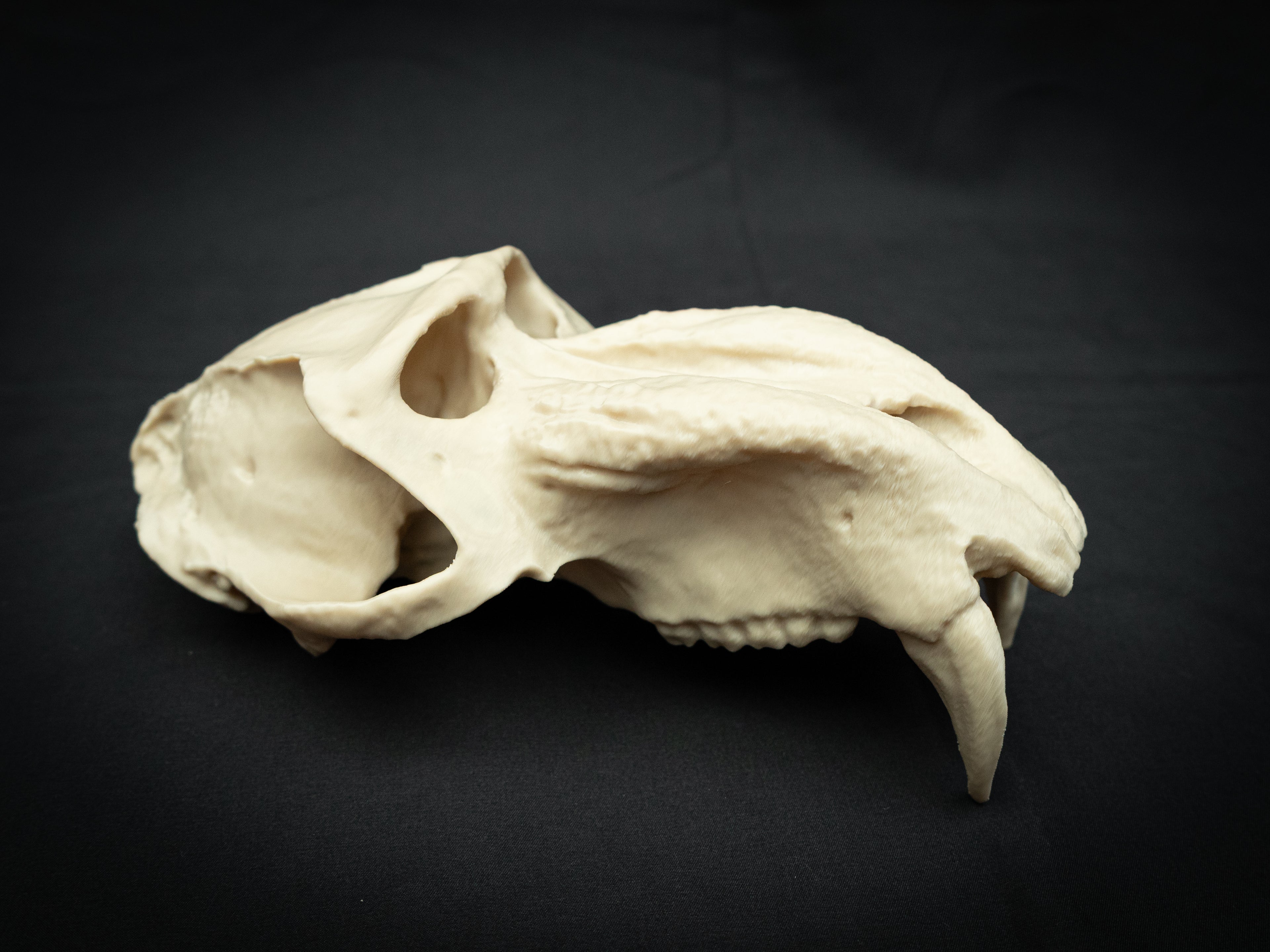 Life Size Baboon Skull Replica – Realistic 3D Printed Primate Bone Model