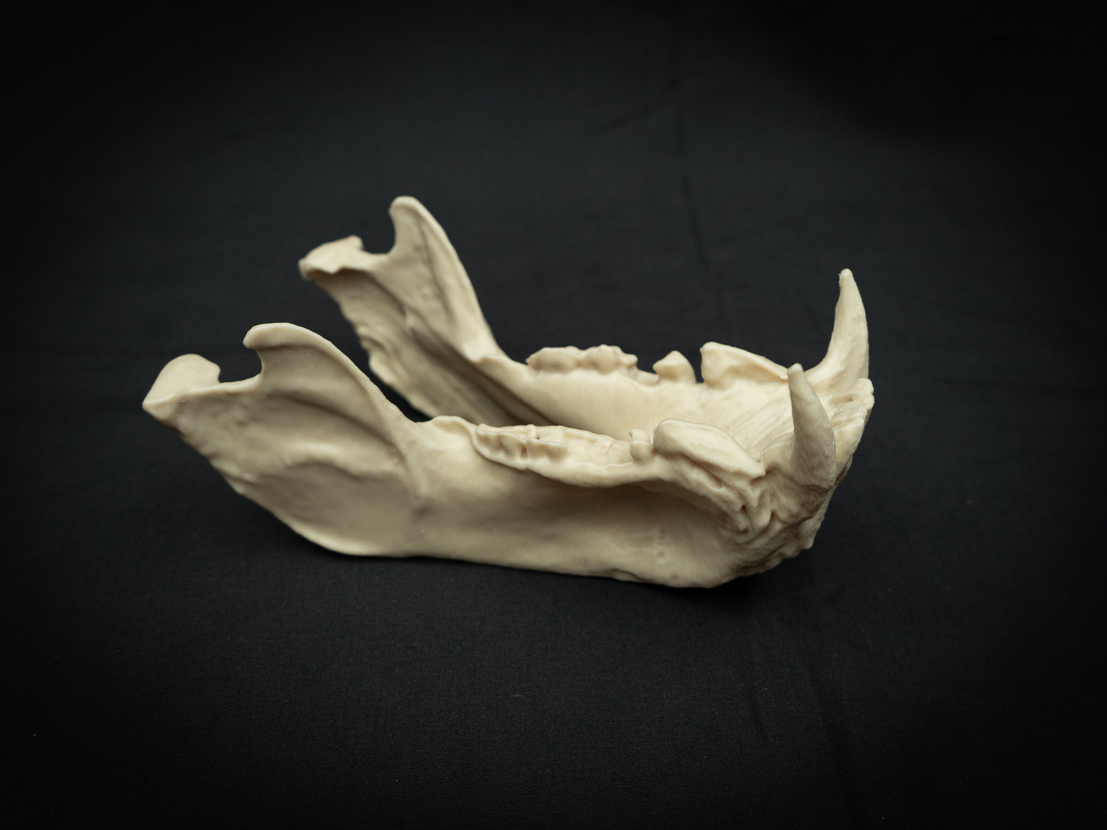 Life Size Baboon Skull Replica – Realistic 3D Printed Primate Bone Model