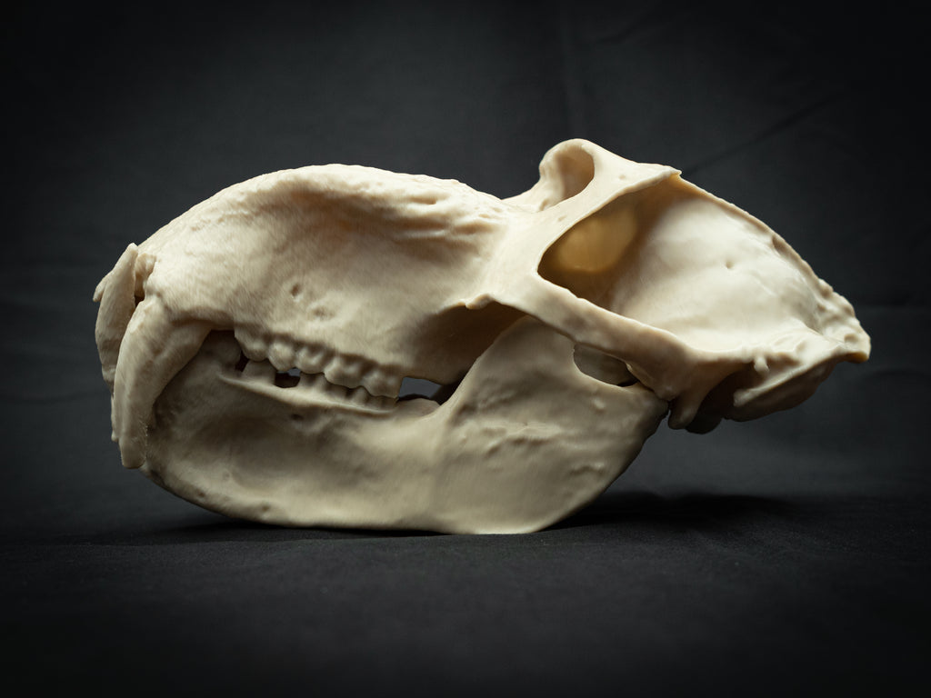 Life Size Baboon Skull Replica – Realistic 3D Printed Primate Bone Model