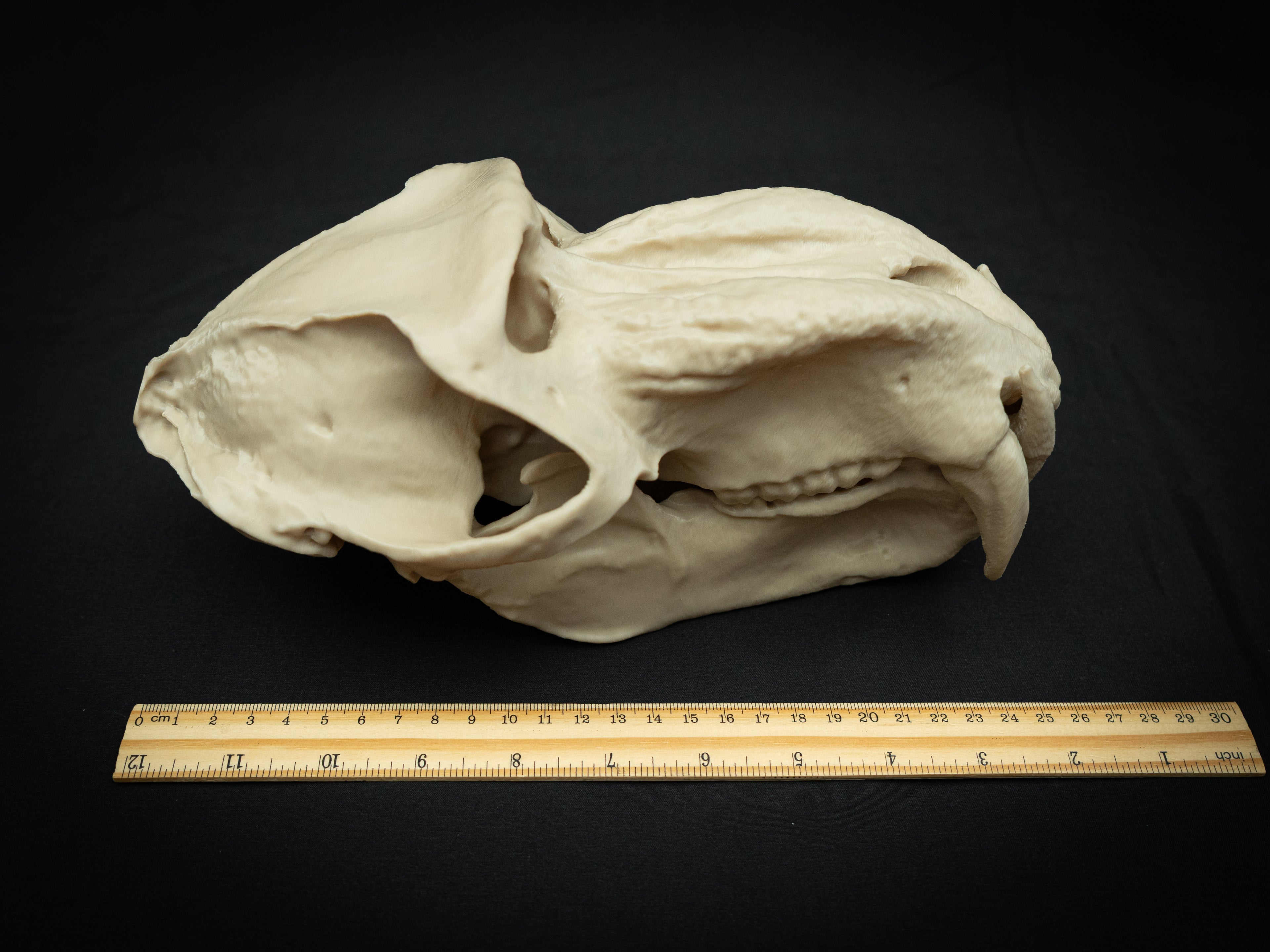Life Size Baboon Skull Replica – Realistic 3D Printed Primate Bone Model