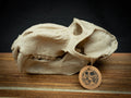 Life Size Baboon Skull Replica – Realistic 3D Printed Primate Bone Model