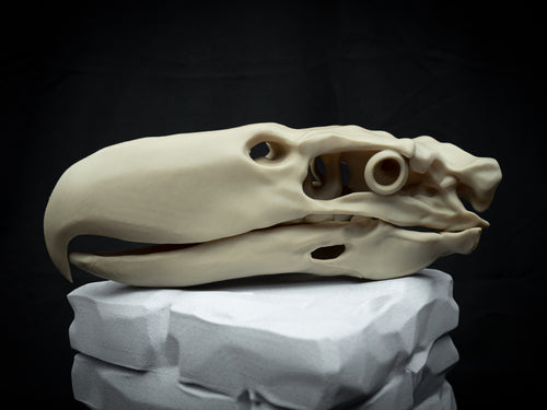 3D Printed Terror Bird Skull Replica – Scaled Down Bone Model Display