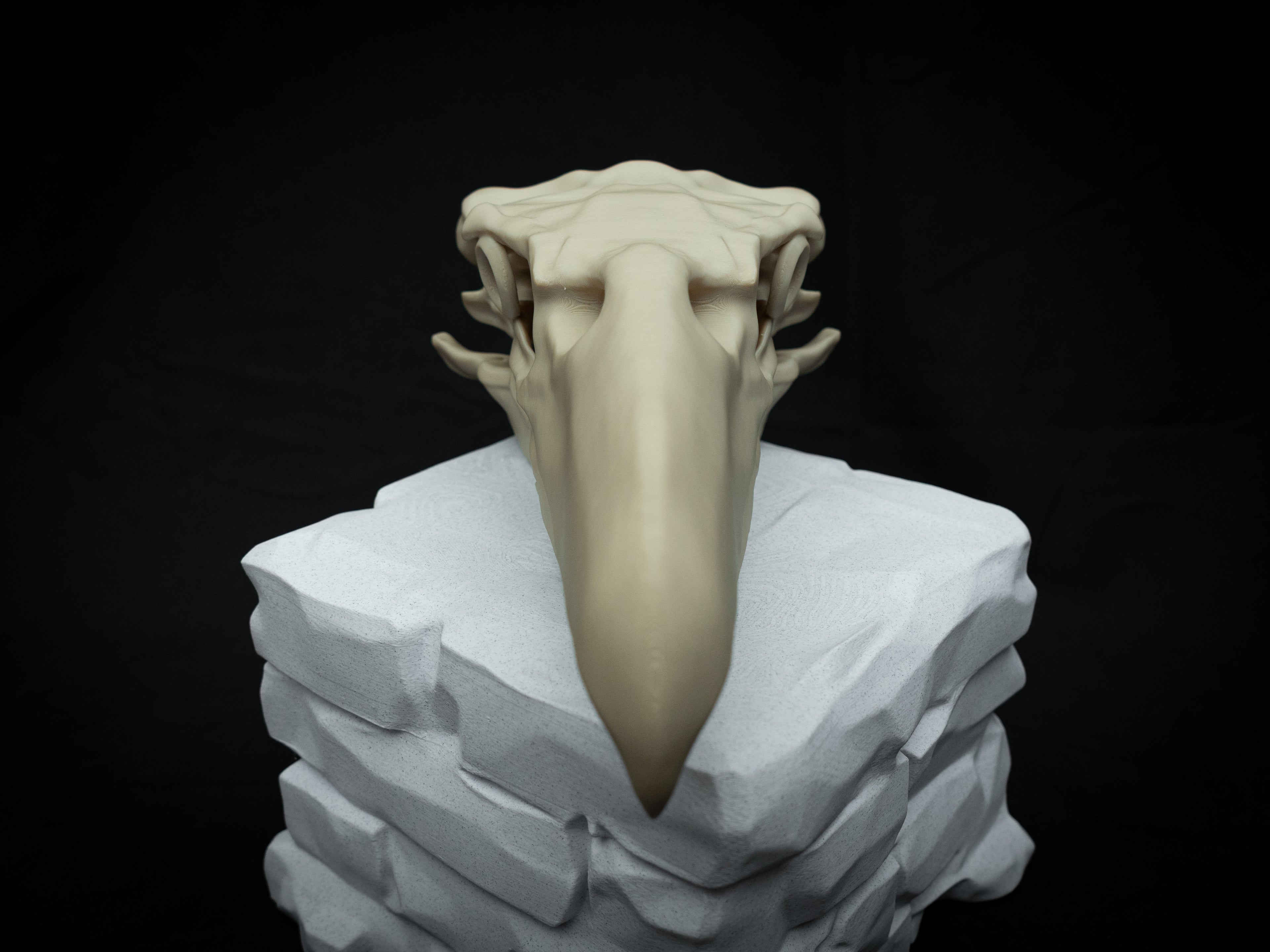 3D Printed Terror Bird Skull Replica – Scaled Down Bone Model Display