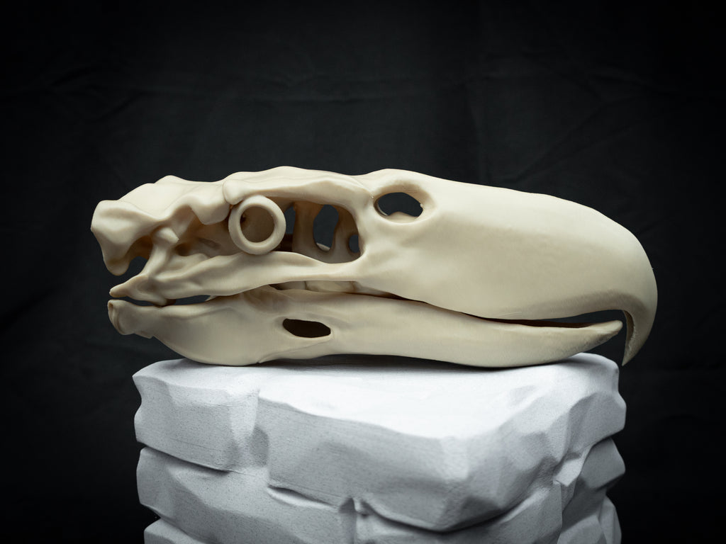 3D Printed Terror Bird Skull Replica – Scaled Down Bone Model Display